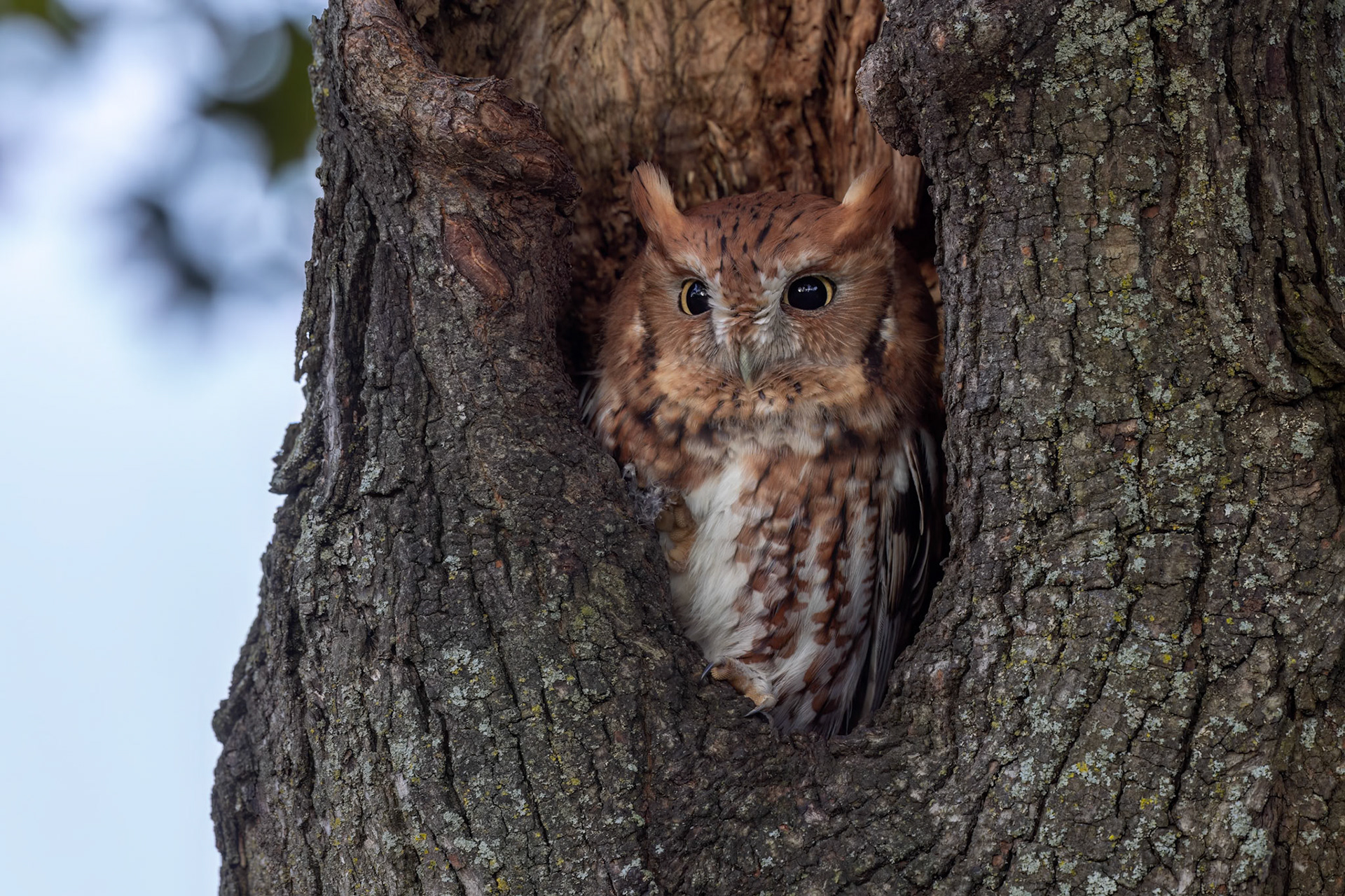 "Big Eyes" Eastern Screech Owl (Megascops asio)