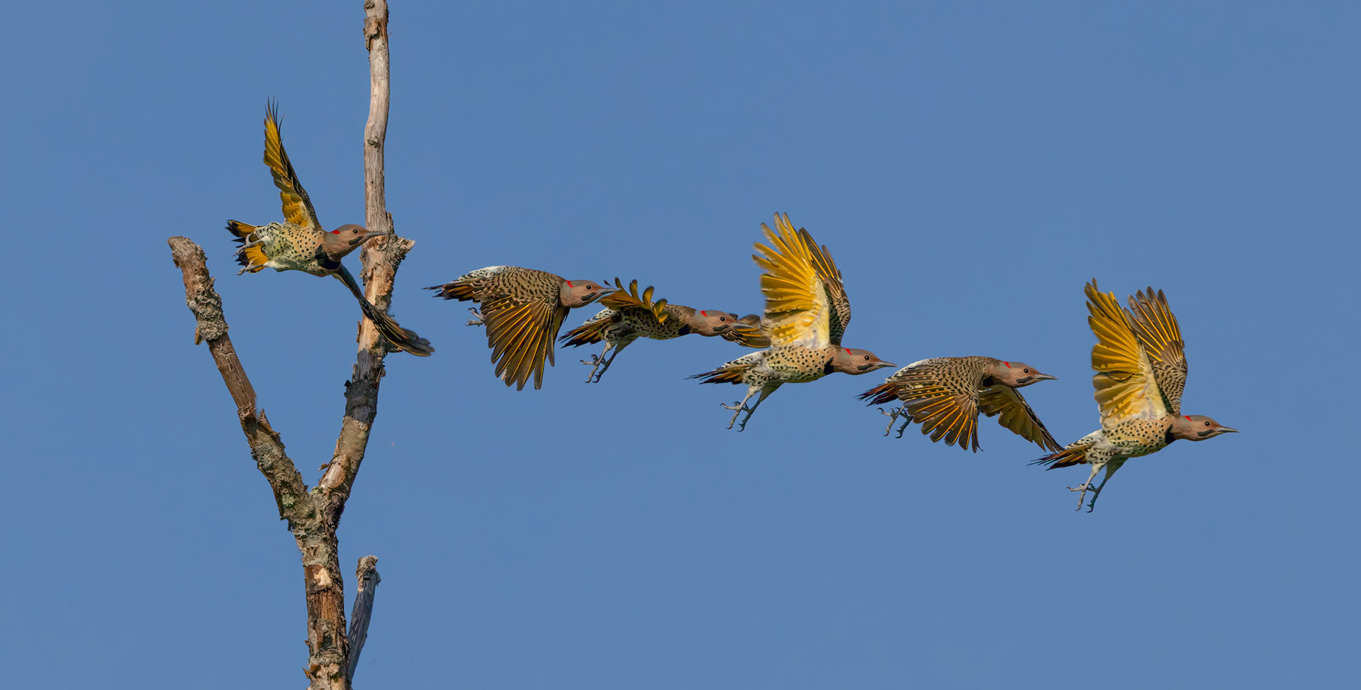 Northern Flicker Composite