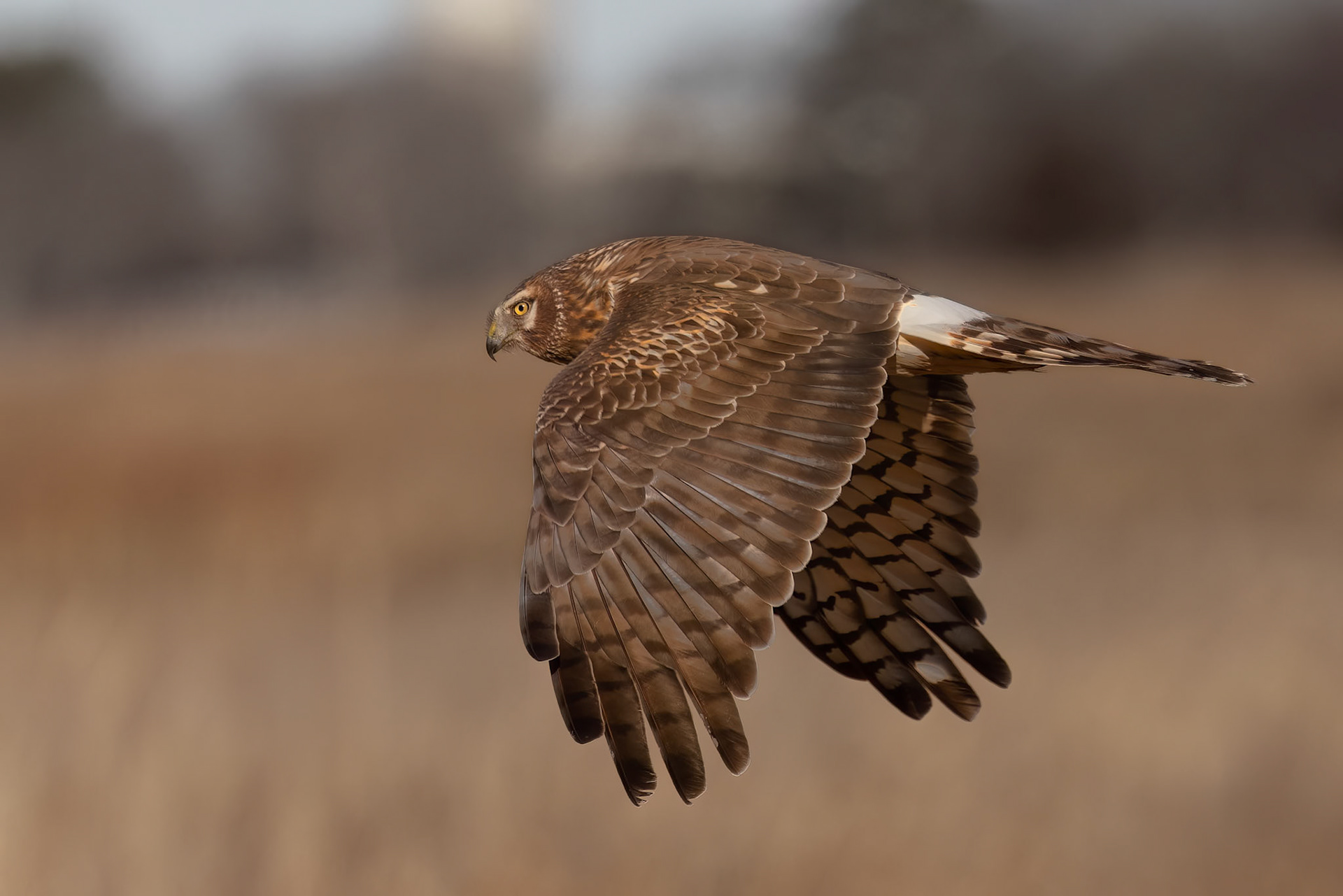 Femle Northern Harrier