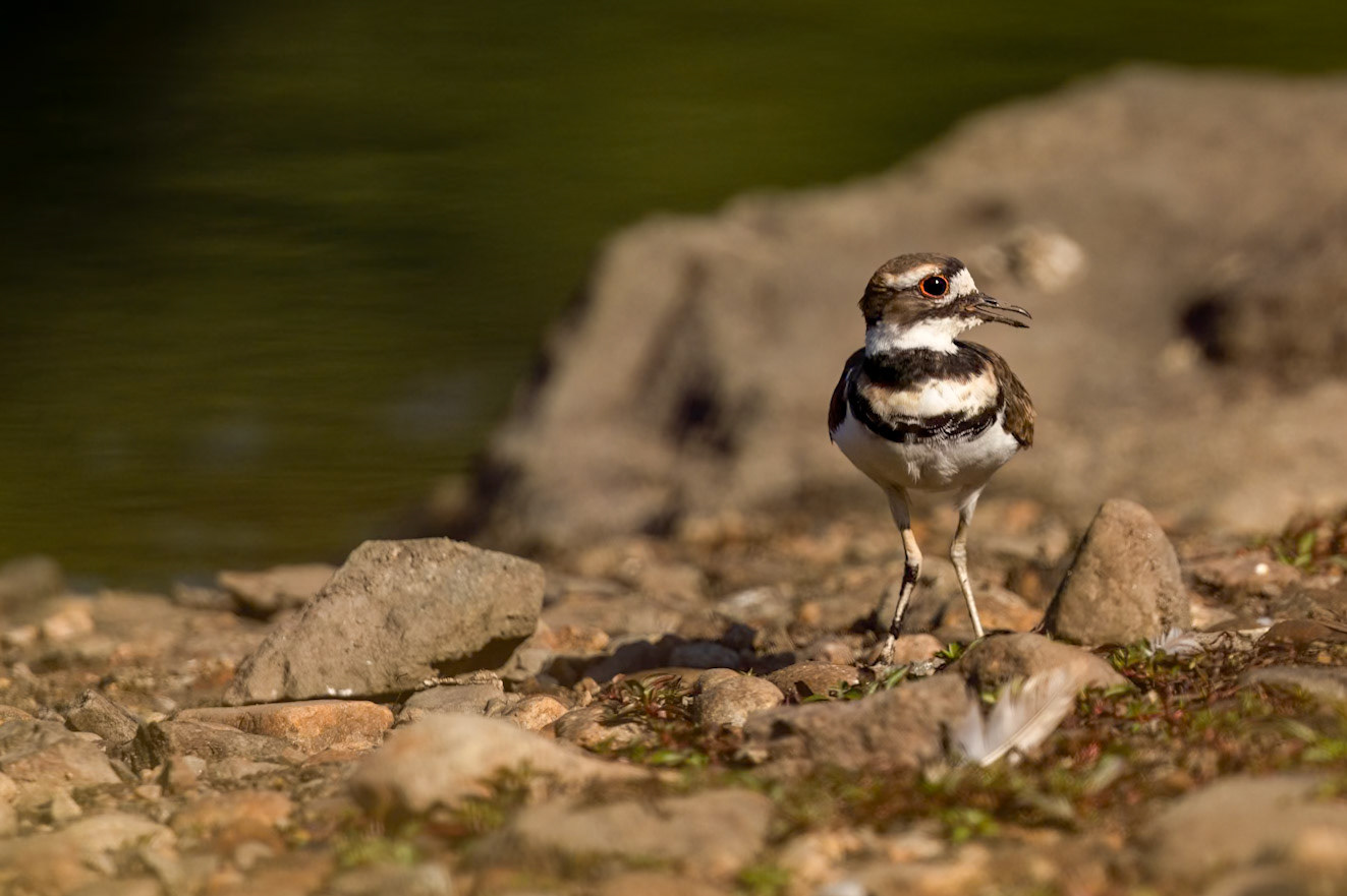Killdeer