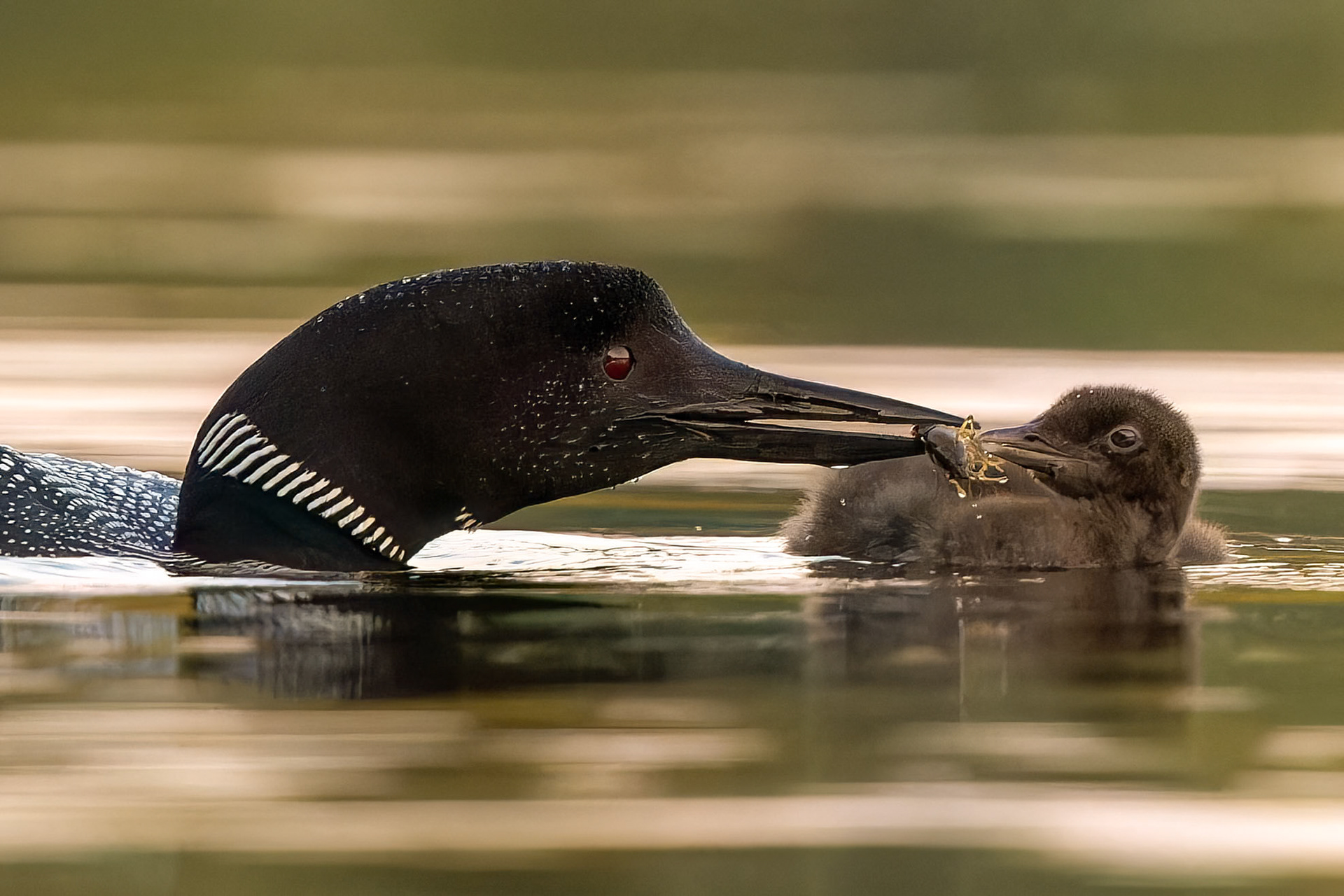 Common Loon with chick