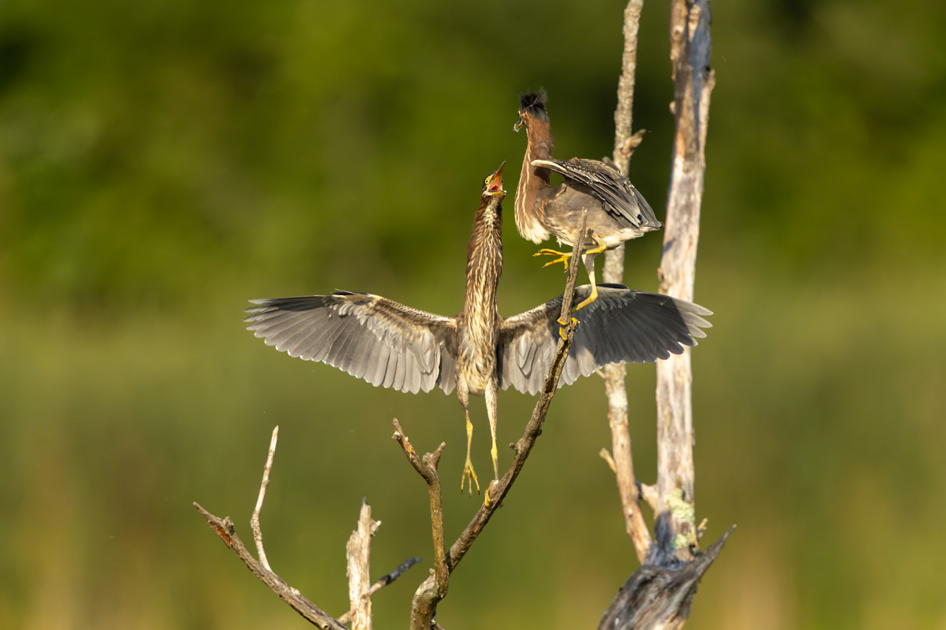 Green Herons Quarrel