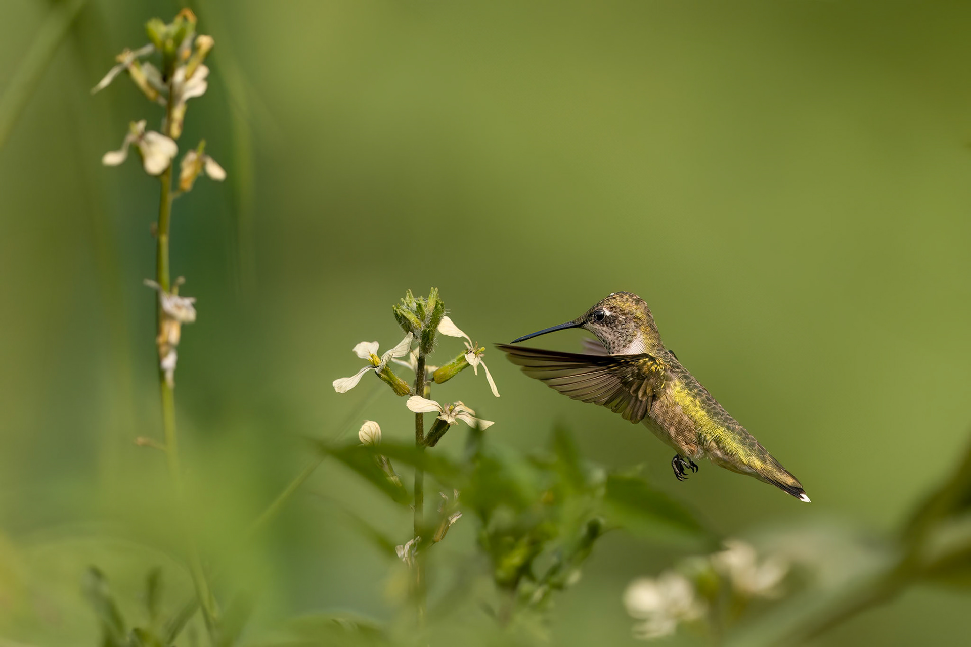Ruby Throated Hummingbird