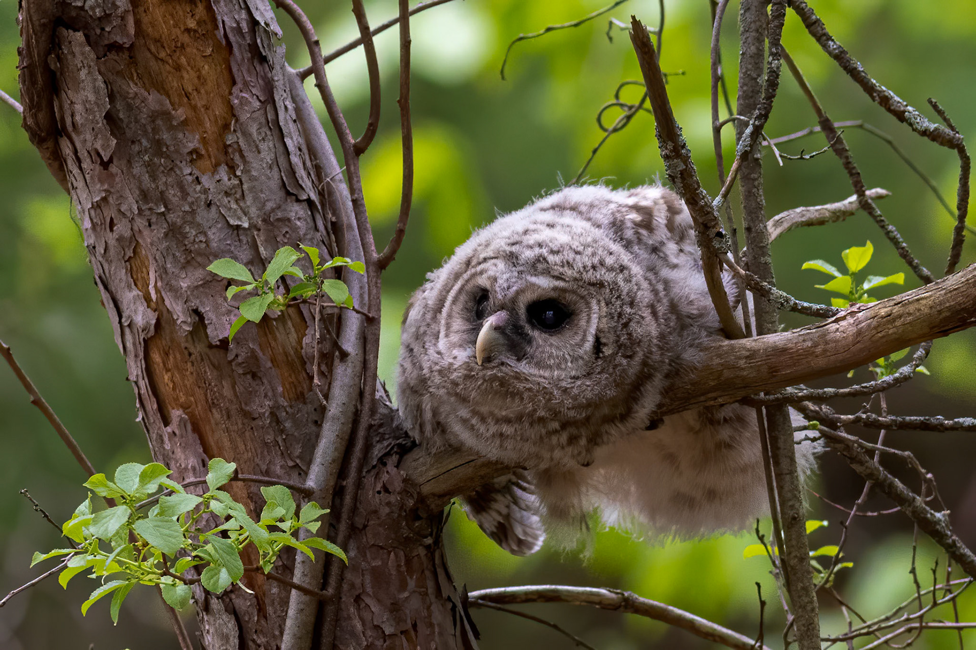 "Hello World!" Barred Owl (Strix varia)