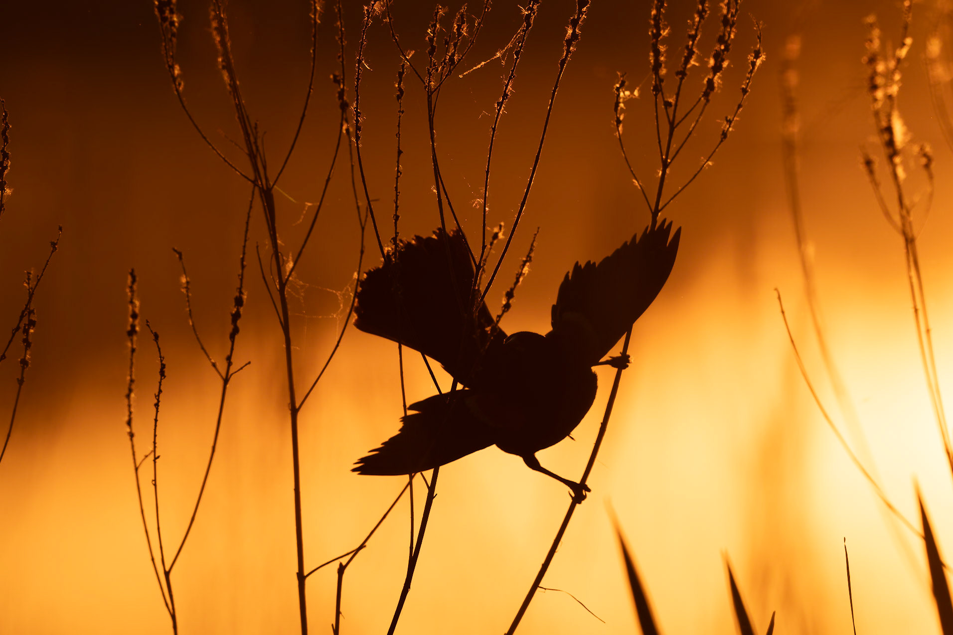 Red-winged Black Bird
