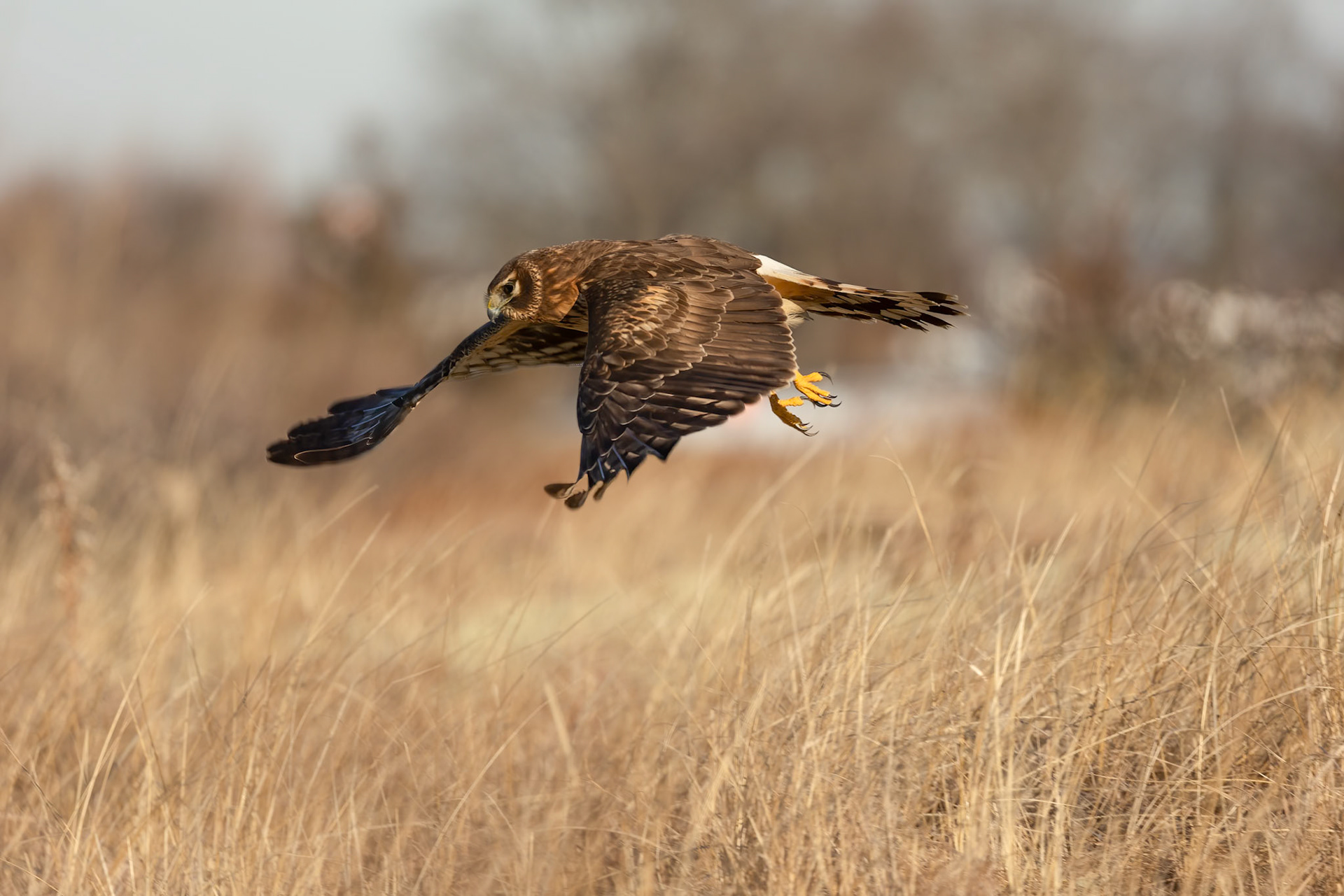 Female Northern Harrier (Circus hudsonius)