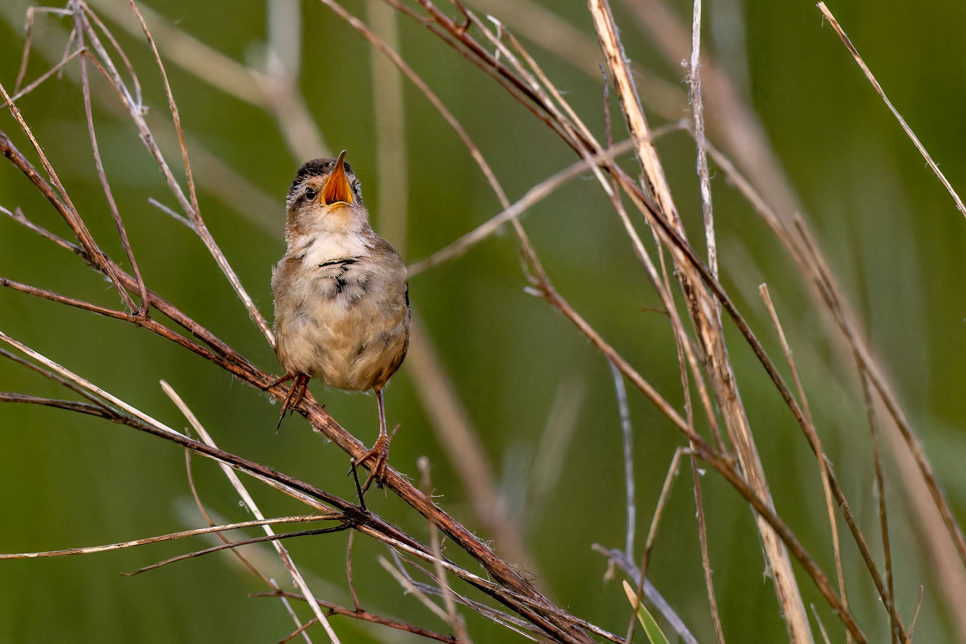 Marsh Wren