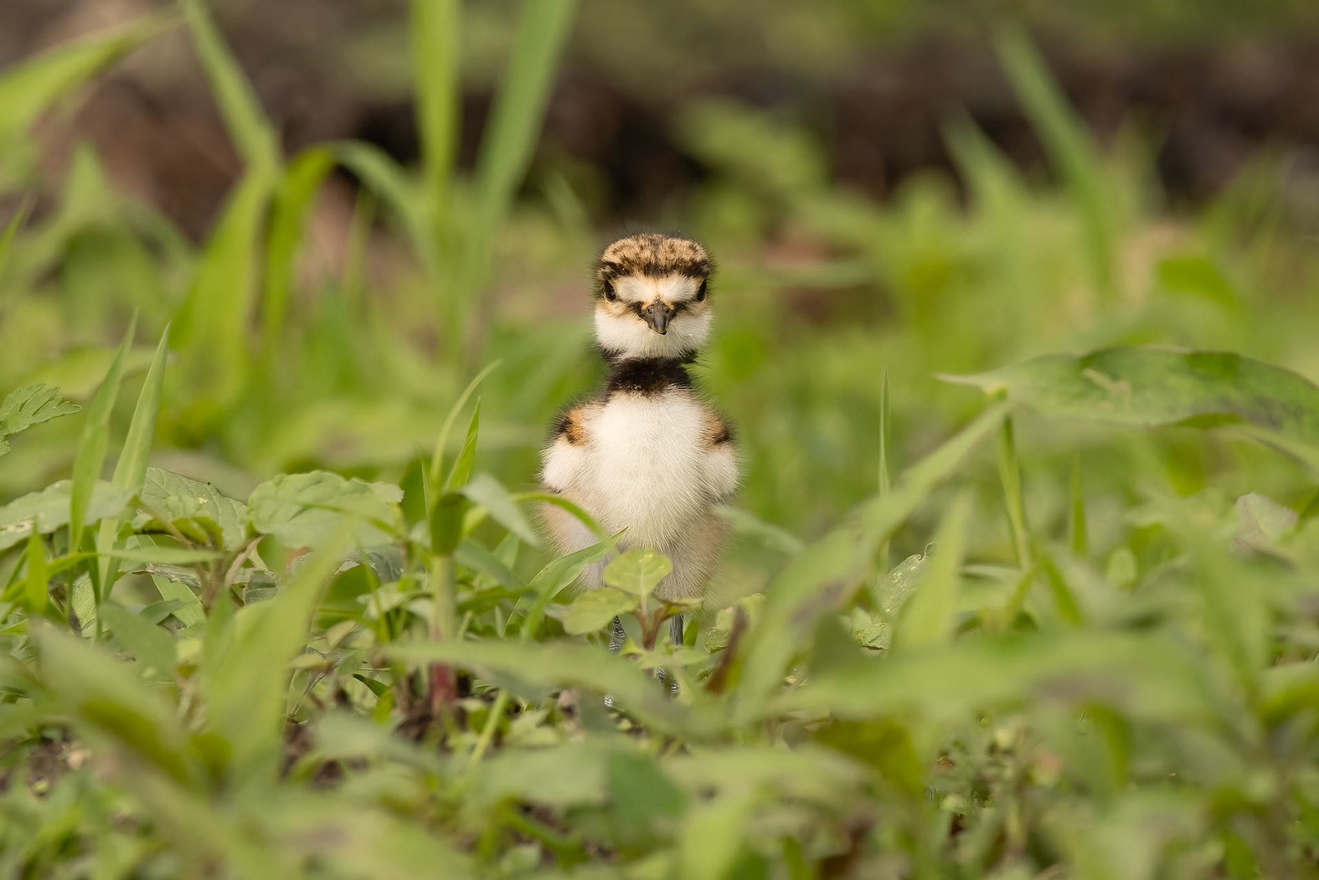 "Curiosity" Little Kildeer Charadrius vociferus