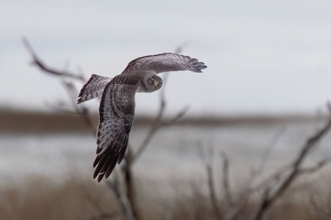 "The Gray Ghost" Northern Harrier (Circus hudsonius)