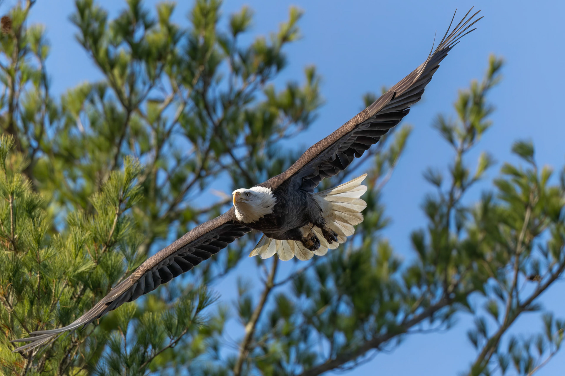 Bald Eagle