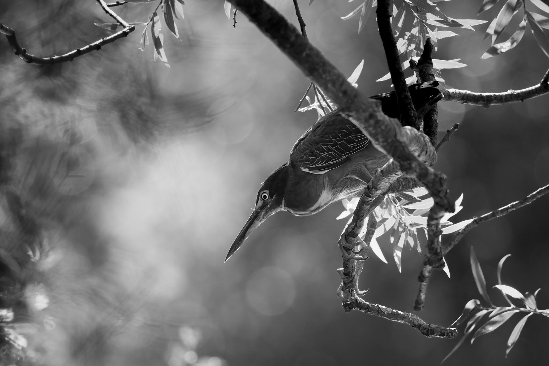 Juvi Green Heron (Butorides virescens)