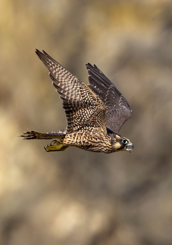 Juvenile Peregrin Falcon