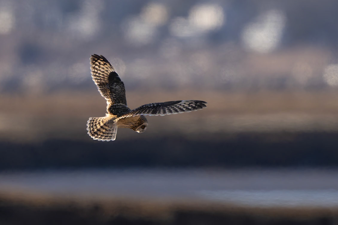 Short-eared Owl