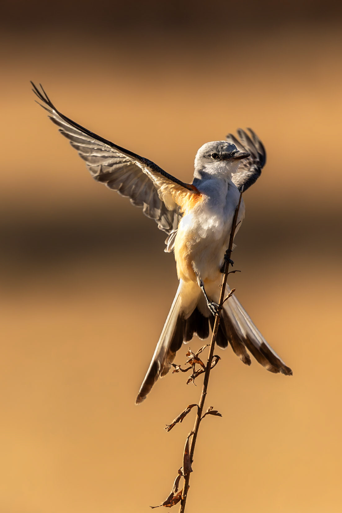 Scissor Tailed Flycatcher