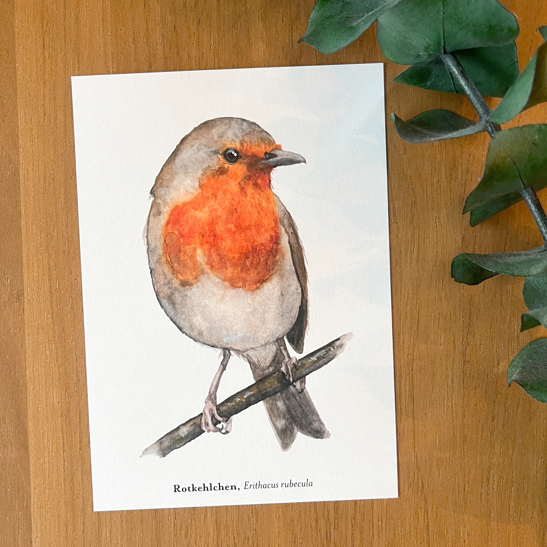 Postkarte Rotkehlchen
