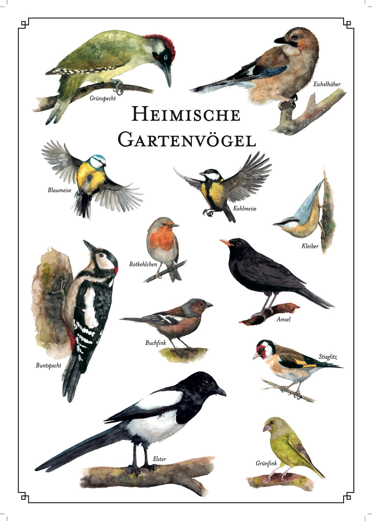 A2 Poster Heimische Gartenvögel