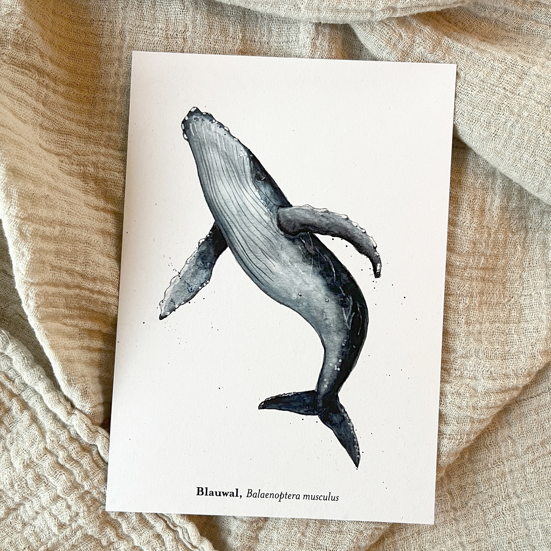 Postkarte Blauwal