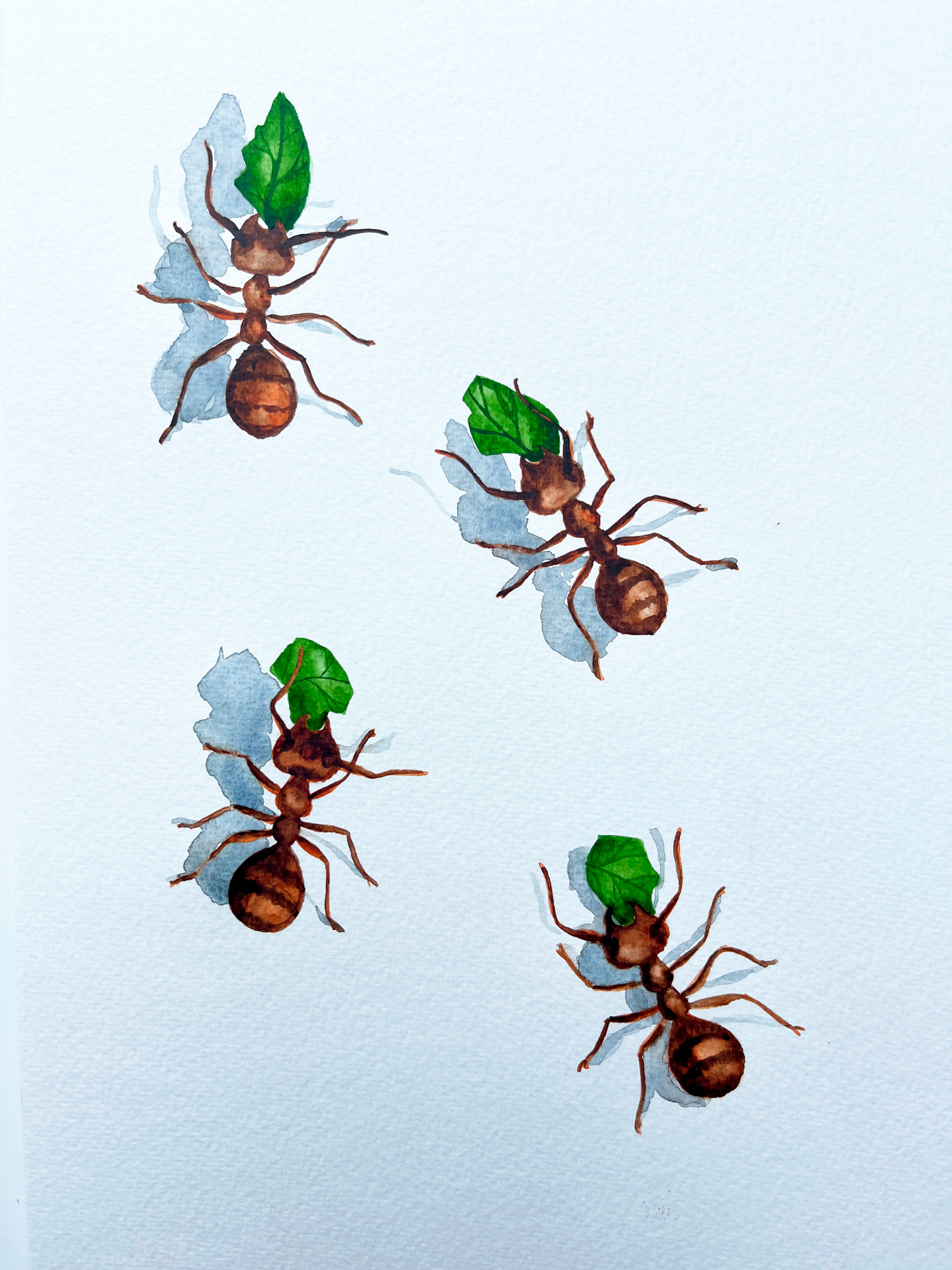 Original Illustration