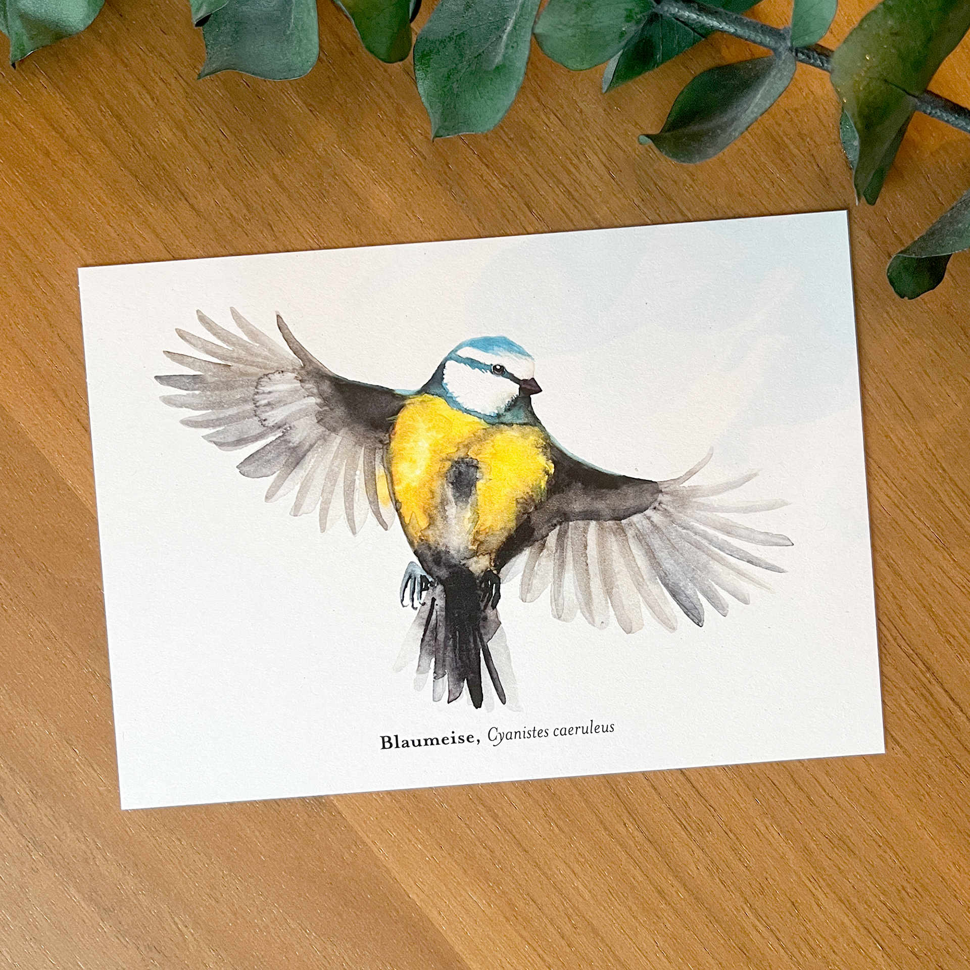 Postkarte Kohmeise