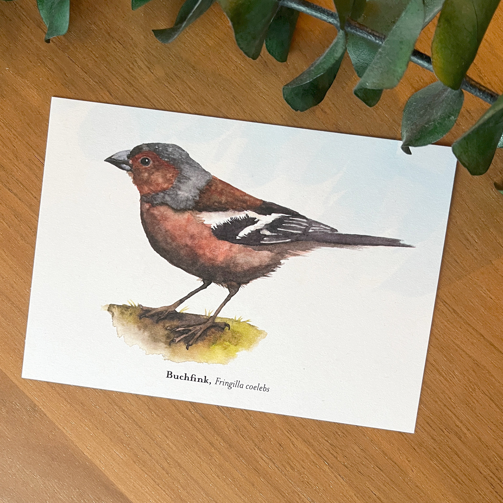 Postkarte Buchfink