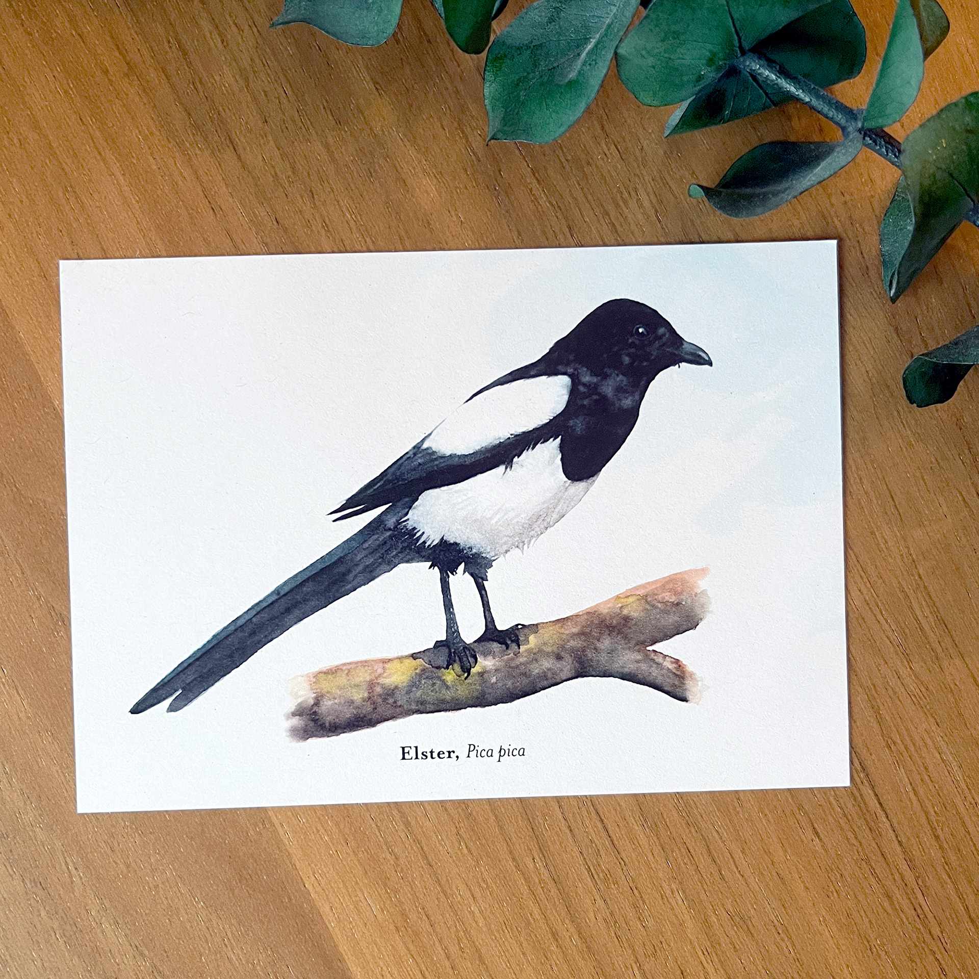 Postkarte Elster