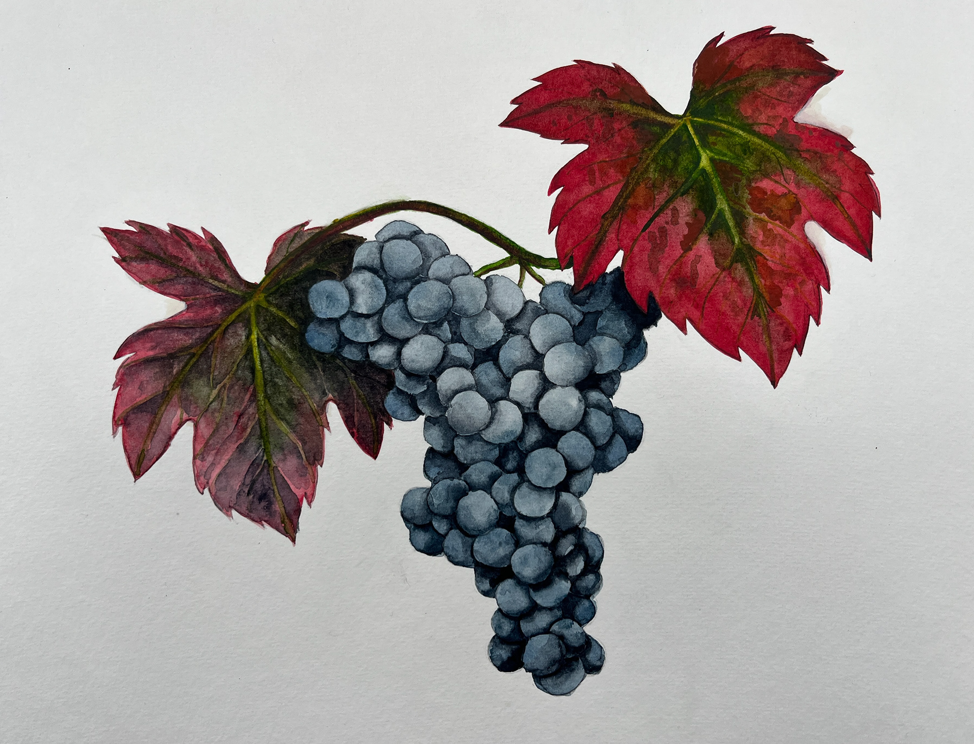 Die fertige Illustration