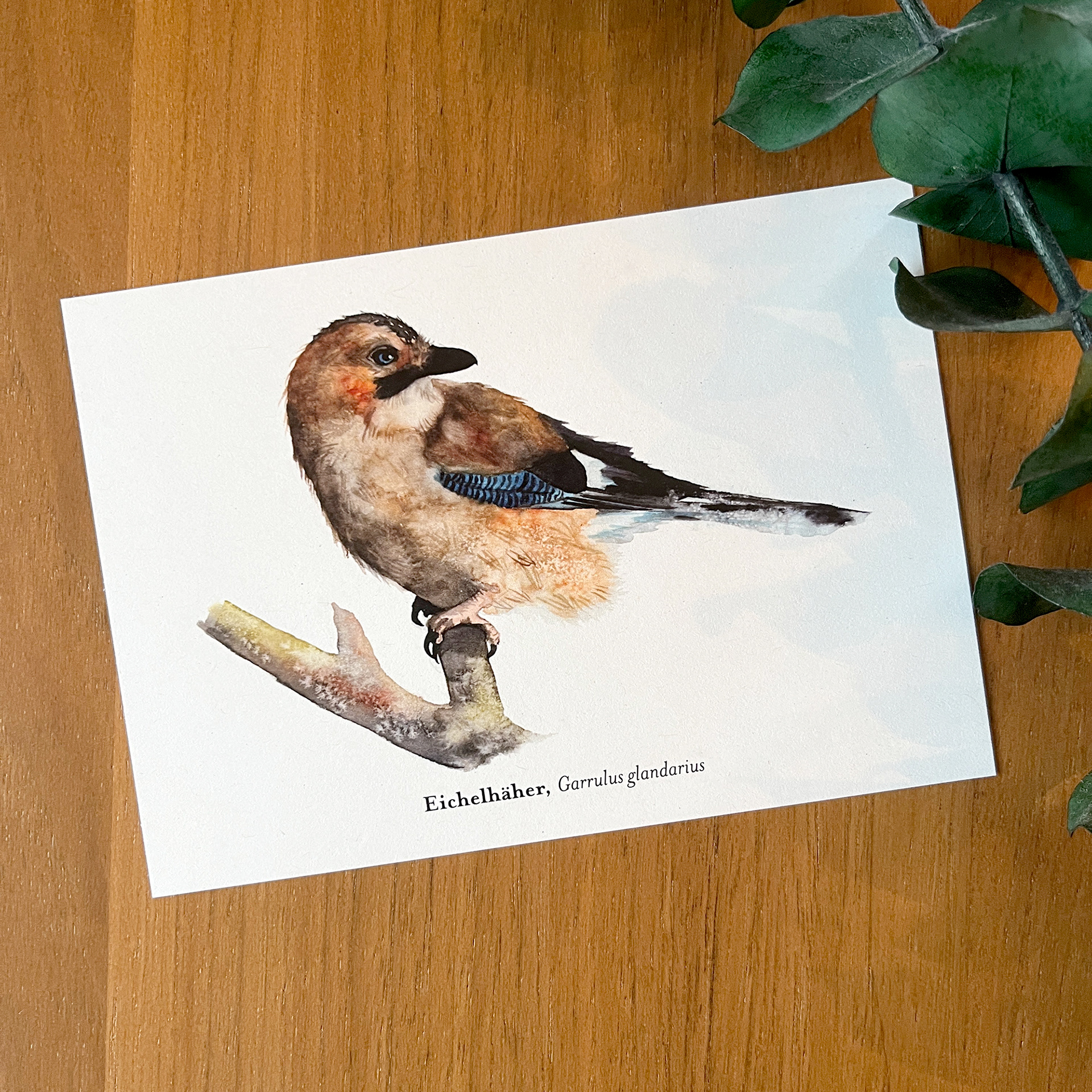 Postkarte Eichelhäher