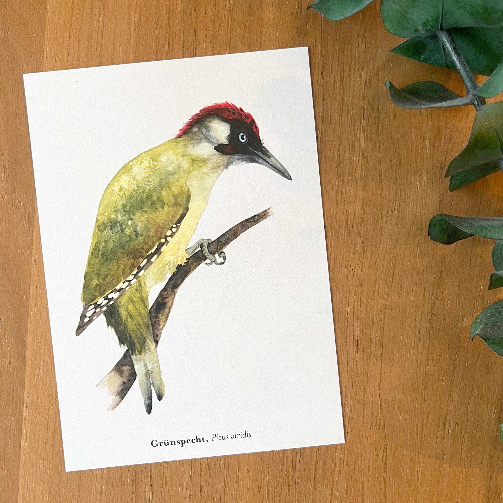 Postkarte Grünspecht