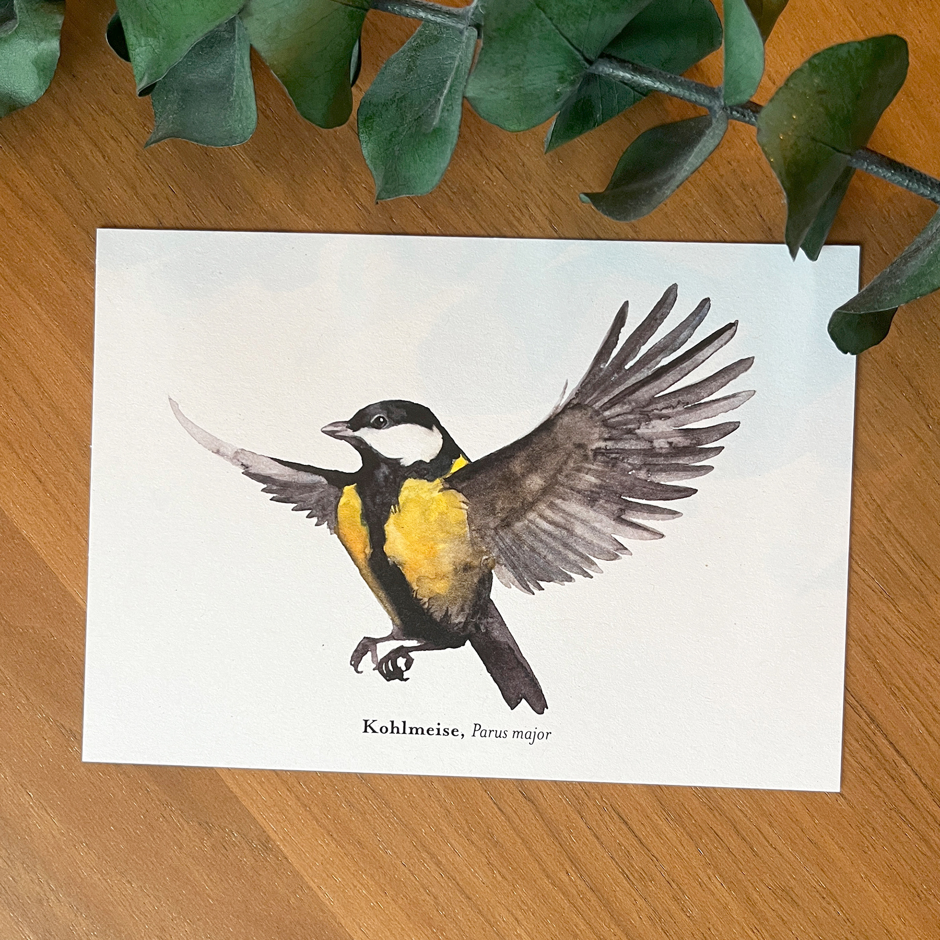 Postkarte Kohlmeise