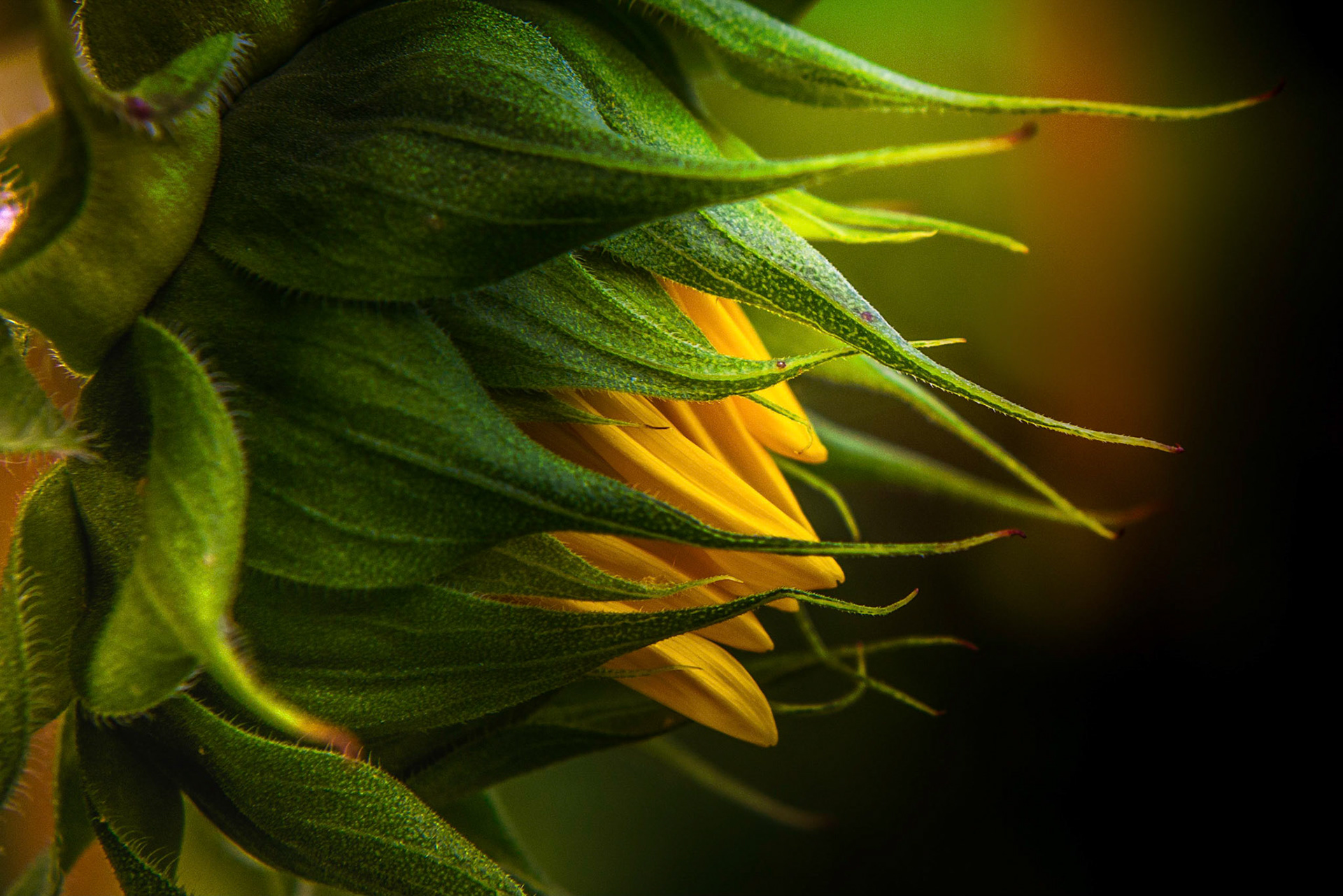 It was at that very moment, she looked back at all the things she had been able to overcome, and with a great sense of accomplishment, she vowed to keep going, to be an unstoppable force of good and light no matter what the consequences.Sunflower bud in golden evening light.