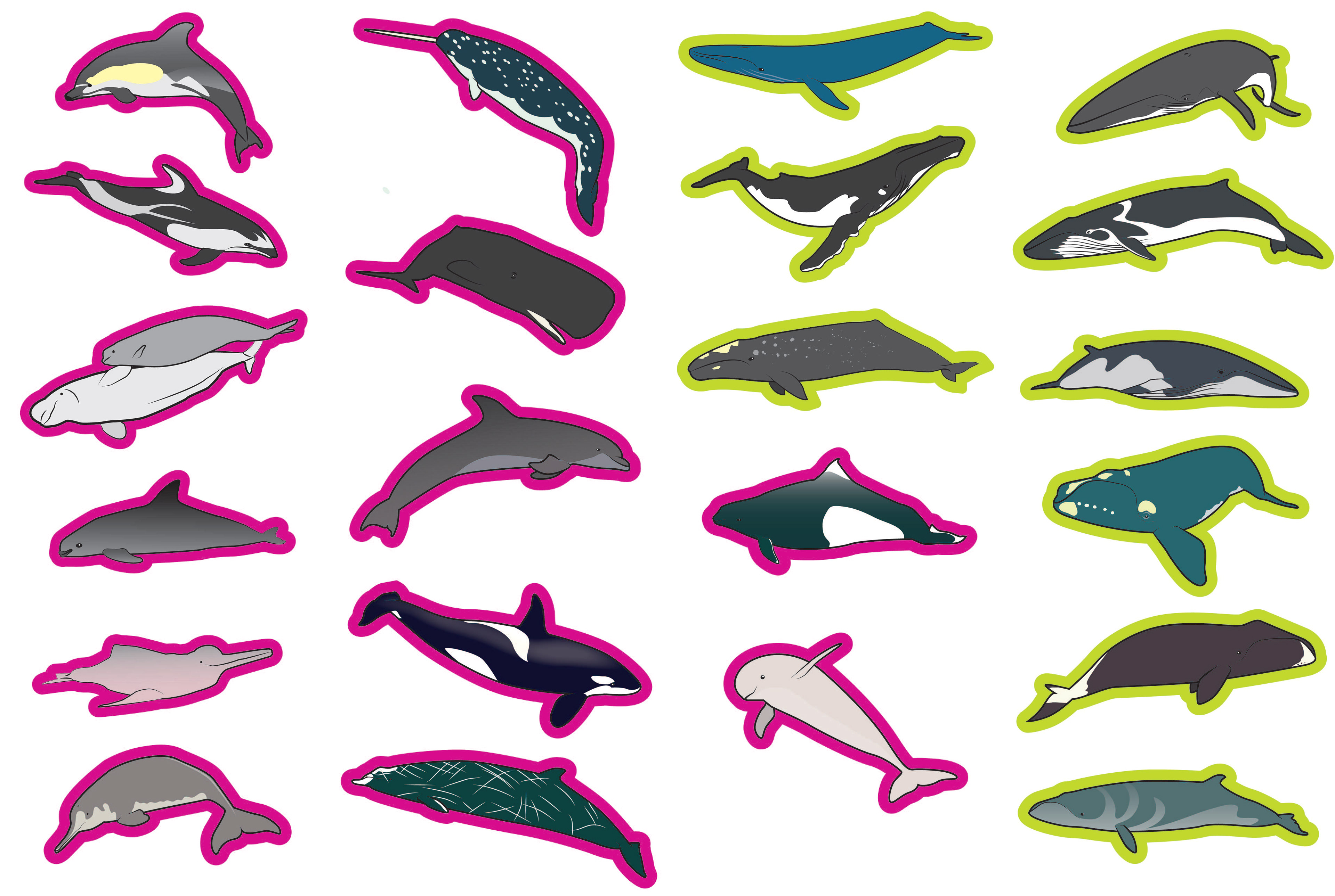 Whales for ID Activity
