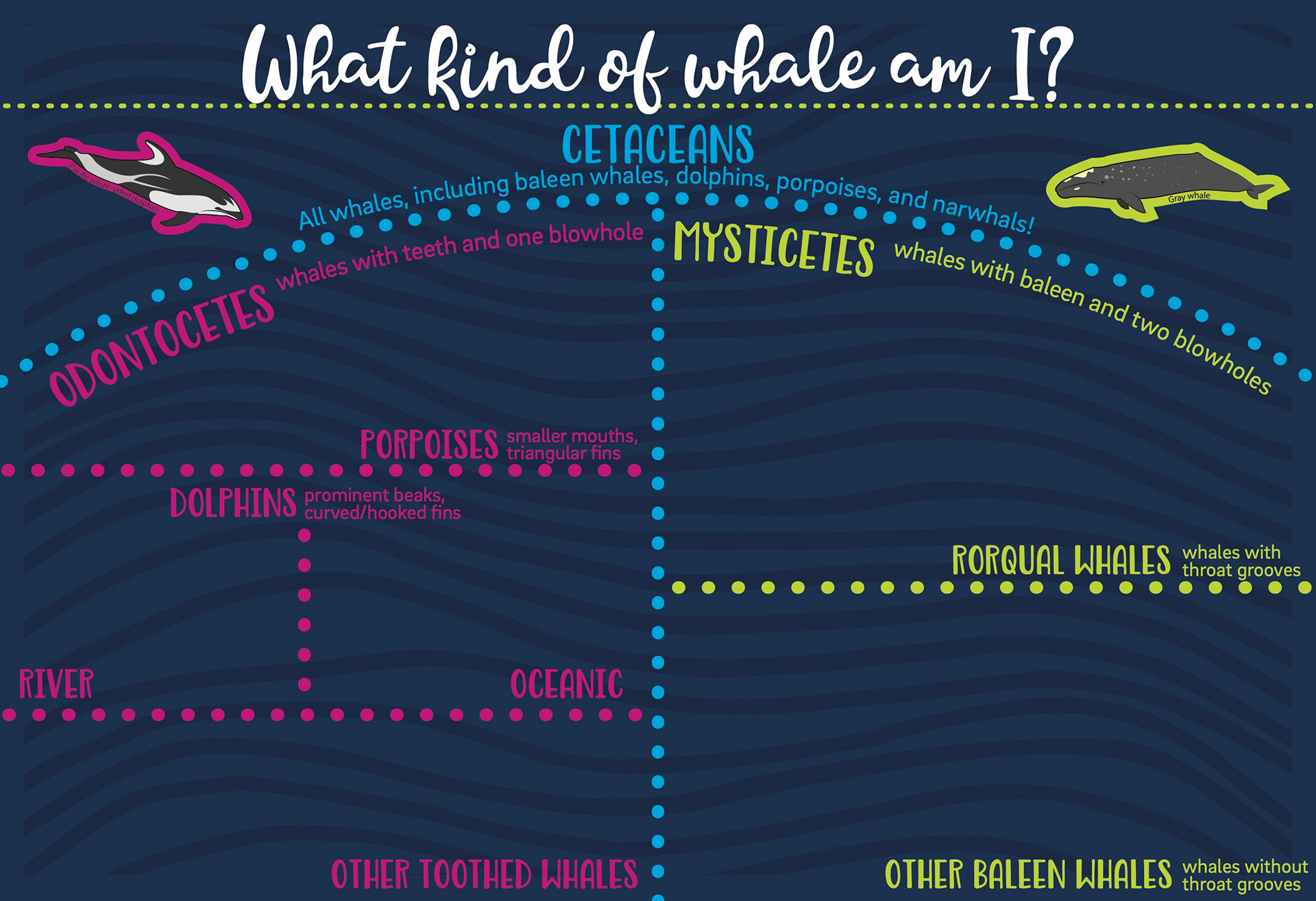 Whale Identification Activity