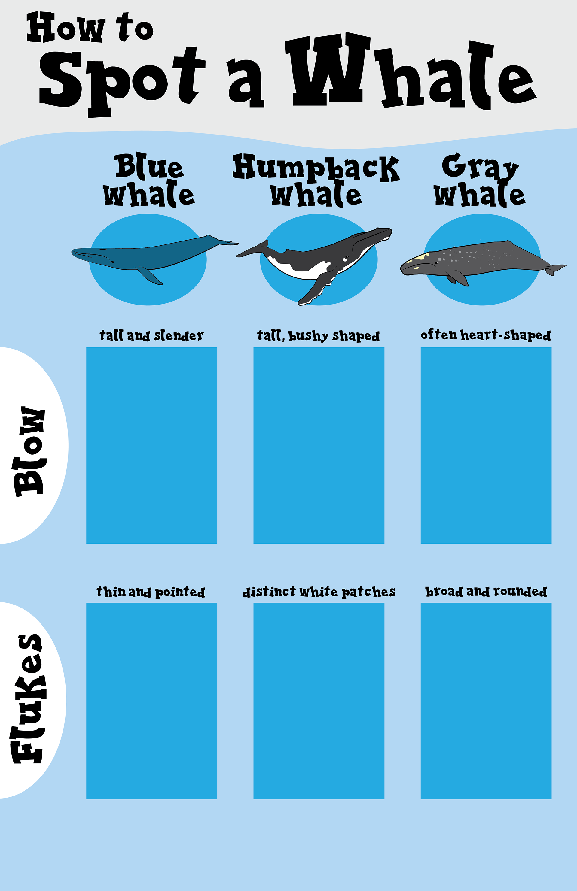 How to Spot a Whale Matching Board