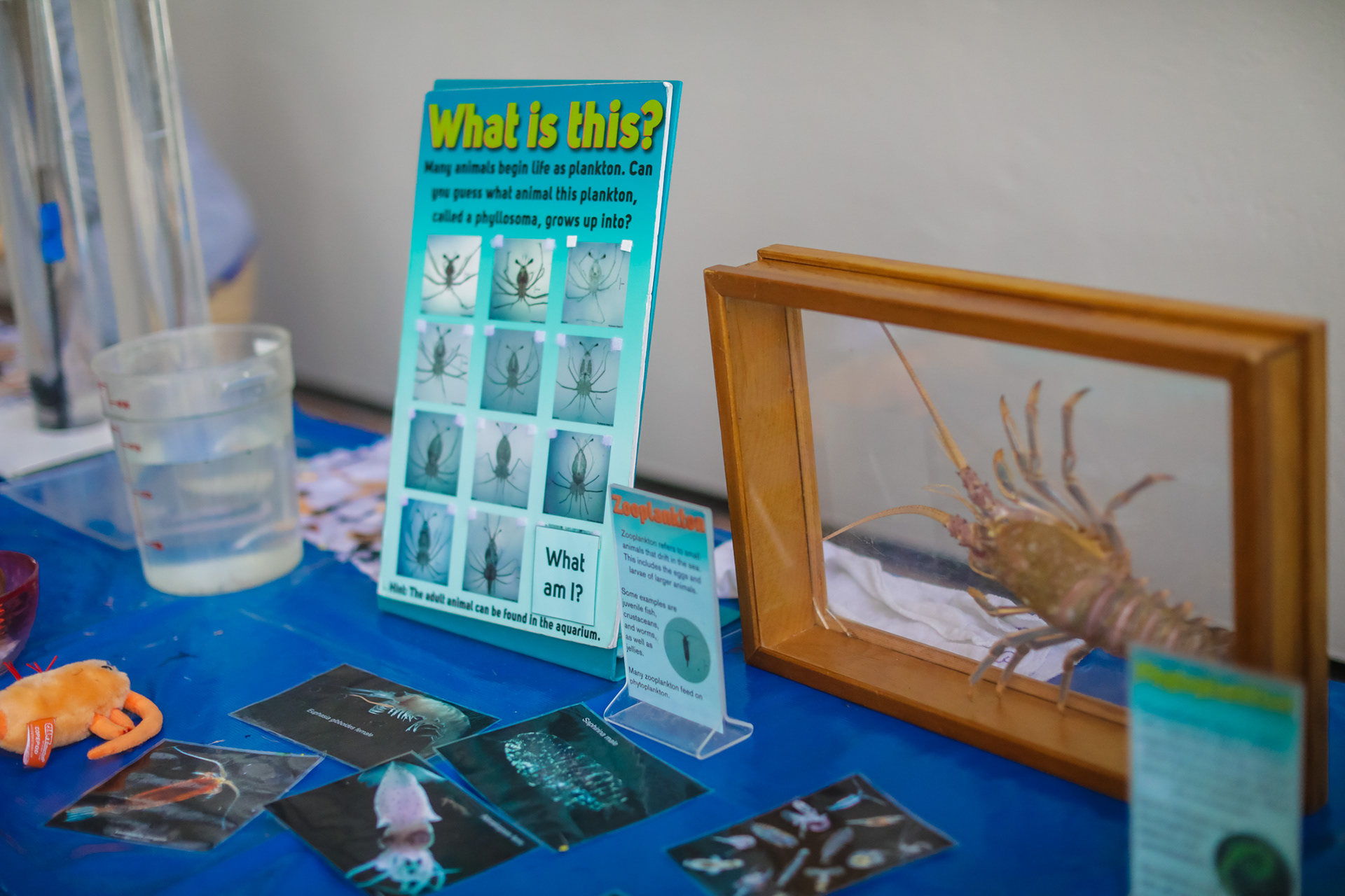 Plankton Interactive Station