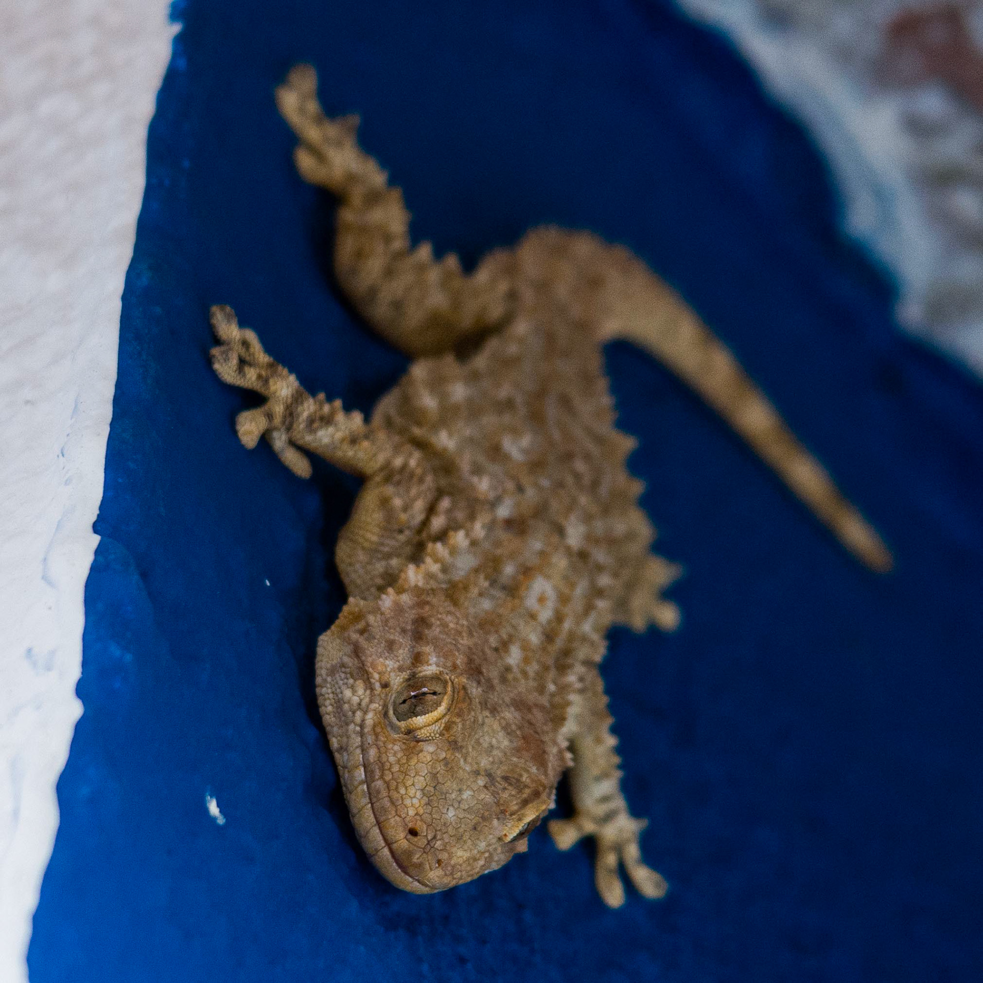 Moorish gecko // Osga comum — Fácil de encontrar nas paredes das casas e muros em Portugal // Moorish gecko — Easily found on the walls of houses and stone walls in Portugal // © Rui Henrique