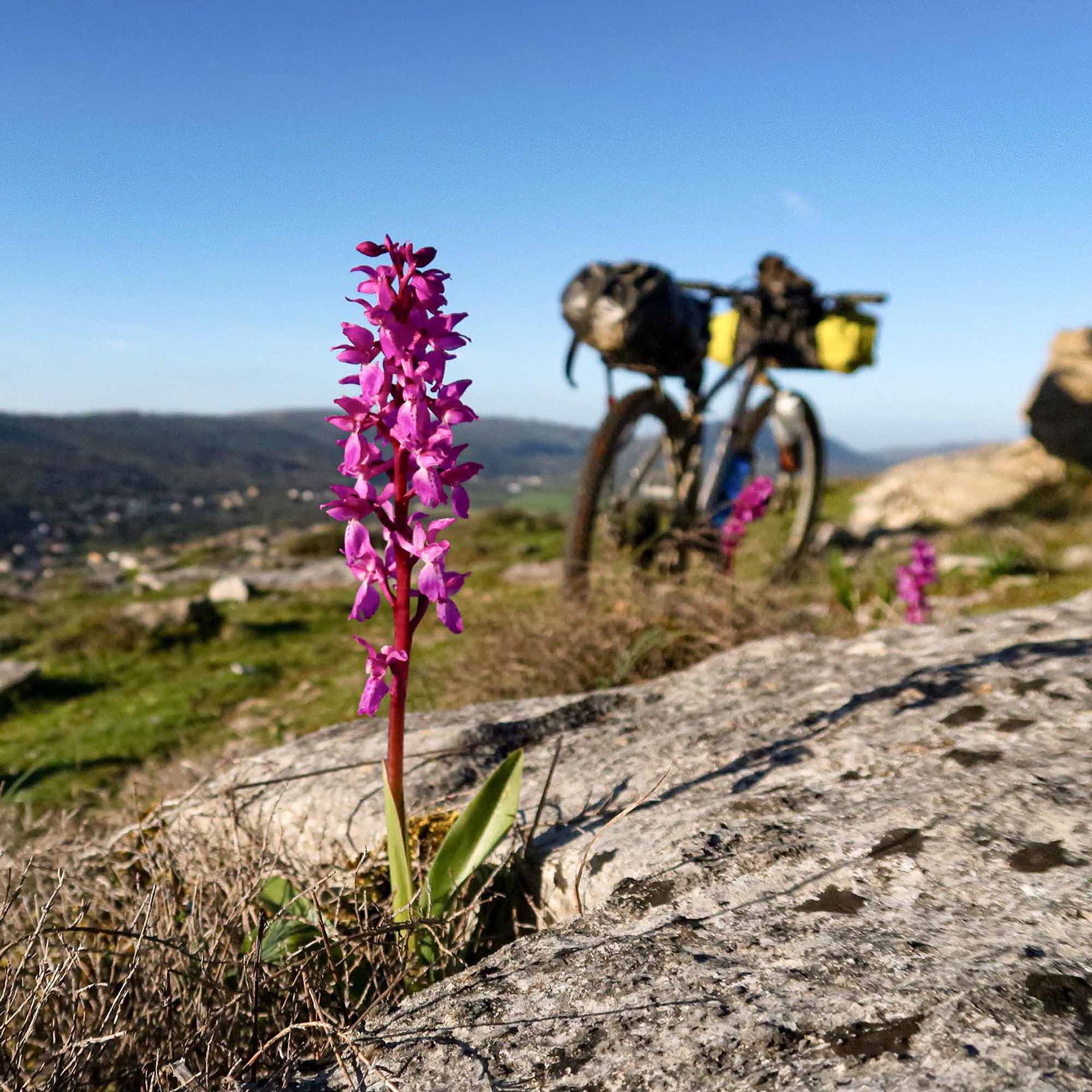 Orchis mascula // Satirião-macho — Orquídea silvestre protegida de inflorescência purpúrea sobre rocha calcária // Protected wild orchid with purple inflorescence on limestone rock // © Rui Henrique