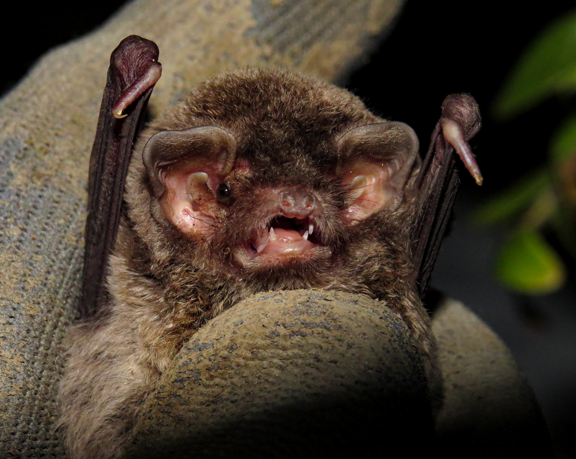Miniopterus schreibersii // Morcego-de-peluche — Morcego cavernícola, estatuto Vulnerável // Cave-dwelling bat, Vulnerable status // © Yves Bas