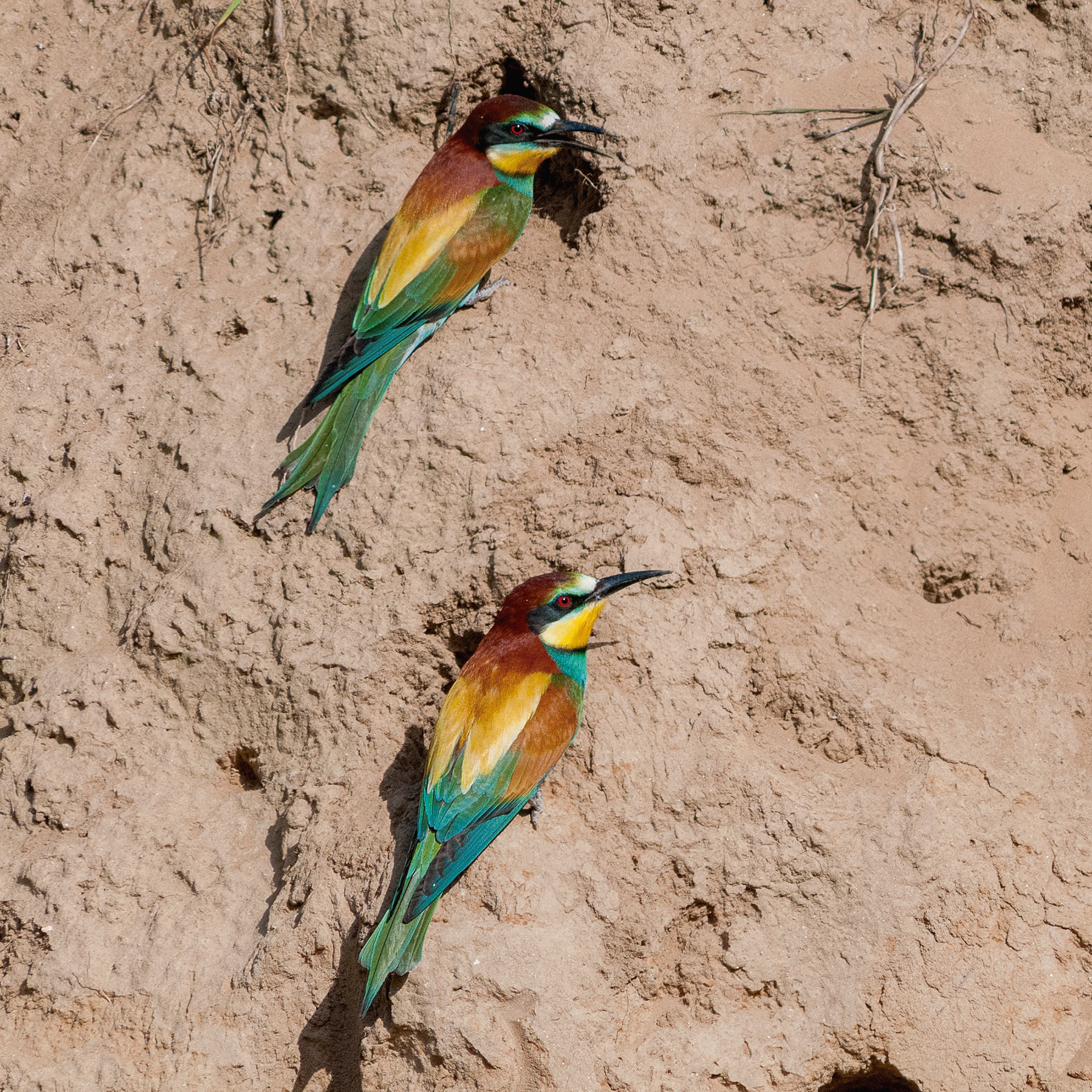 Merops apiaster // Abelharuco-europeu — 90% da sua dieta são abelhas // European bee-eater — 90% of its diet consists of bees // © Fernando Romão