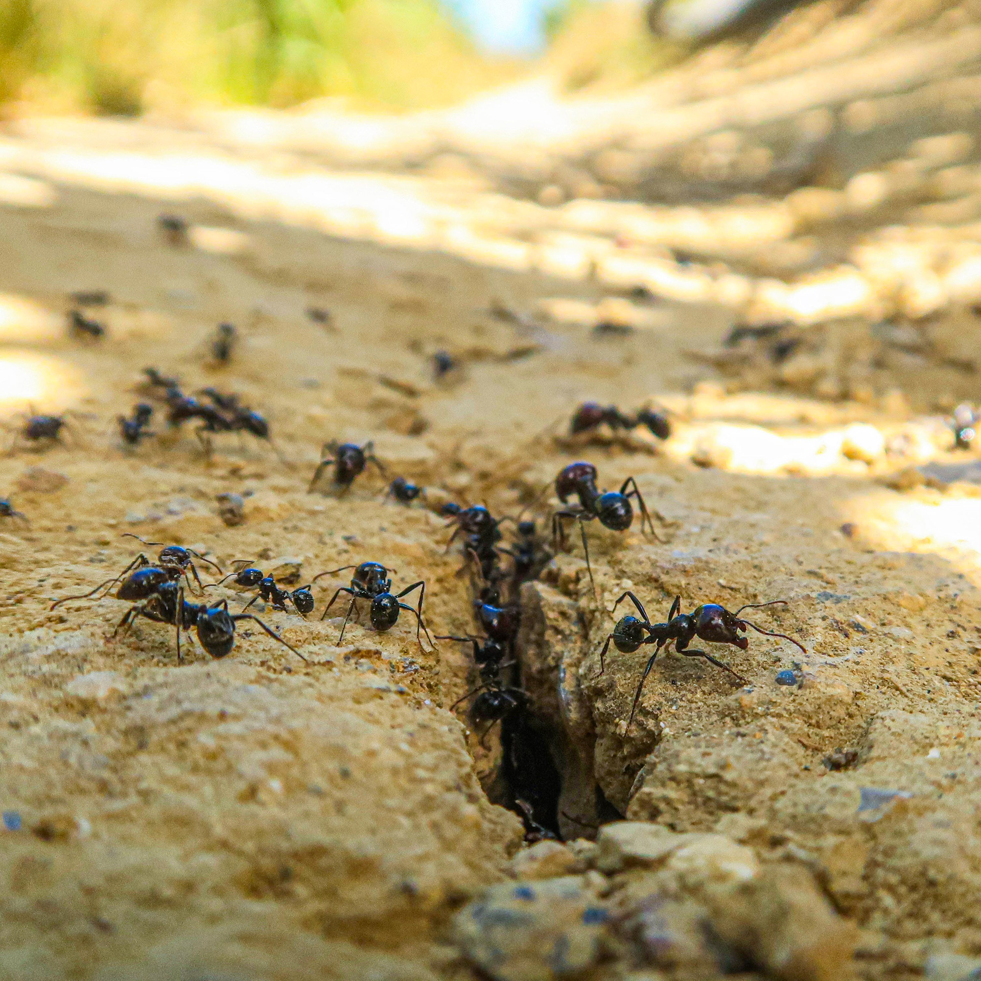 Messor barbarus // Formiga-ceifeira — Endémica da bacia do Mediterrâneo // Harvester ant — Endemic to the Mediterranean basin // © Rui Henrique