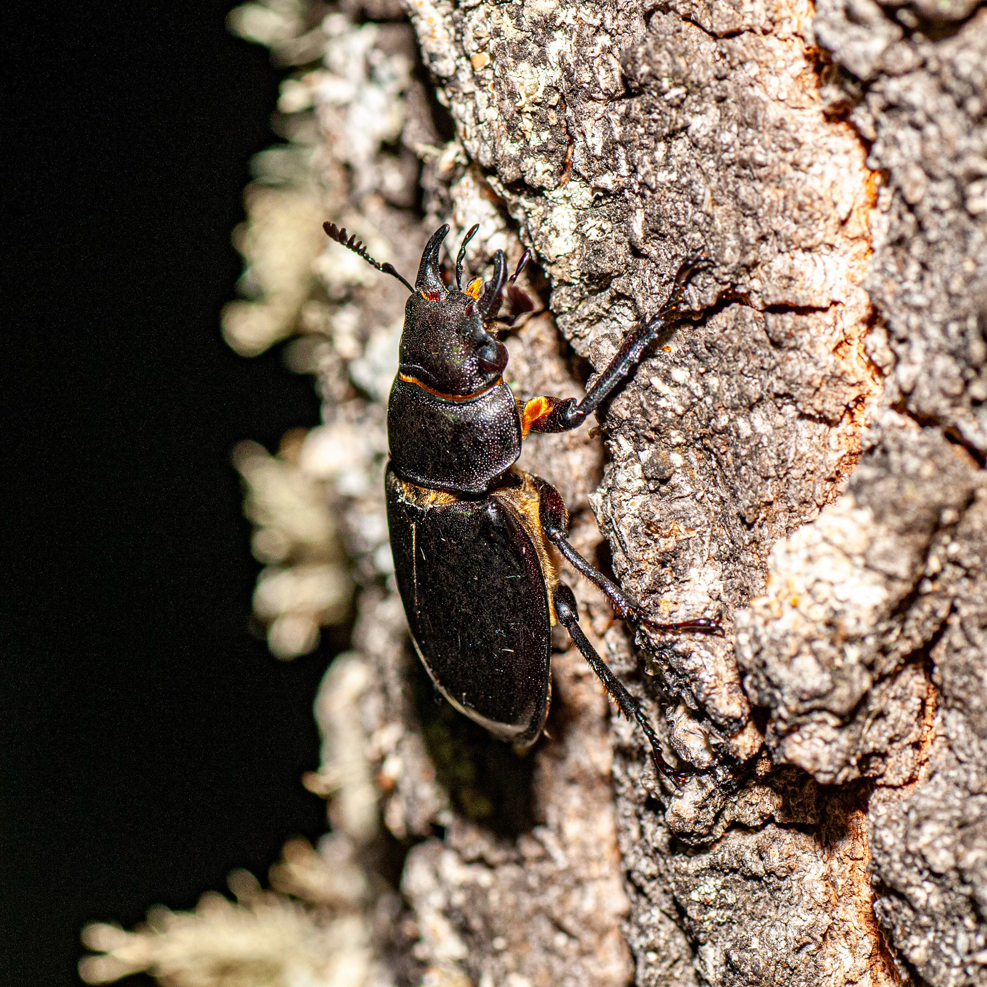 Lucanus barbarossa // Vaca-Ruiva — Grande escaravelho de carvalhais, distribuição limitada // Large oak forest beetle, limited distribution // © Fernando Romão
