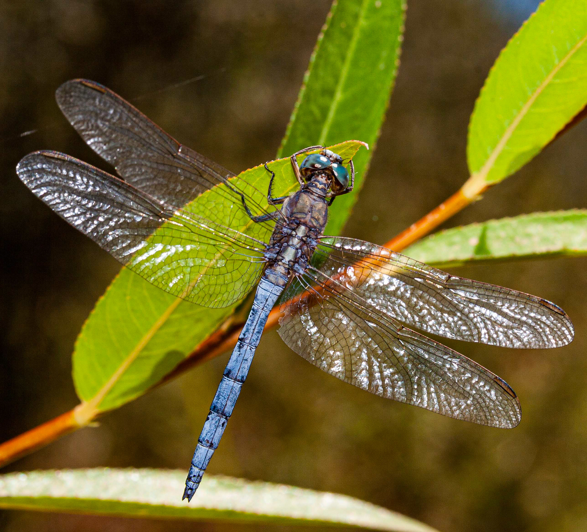 Orthetrum chrysostigma // Libélula — Libélula de abdómen azul em águas paradas // Blue-bodied dragonfly in still waters // © Fernando Romão