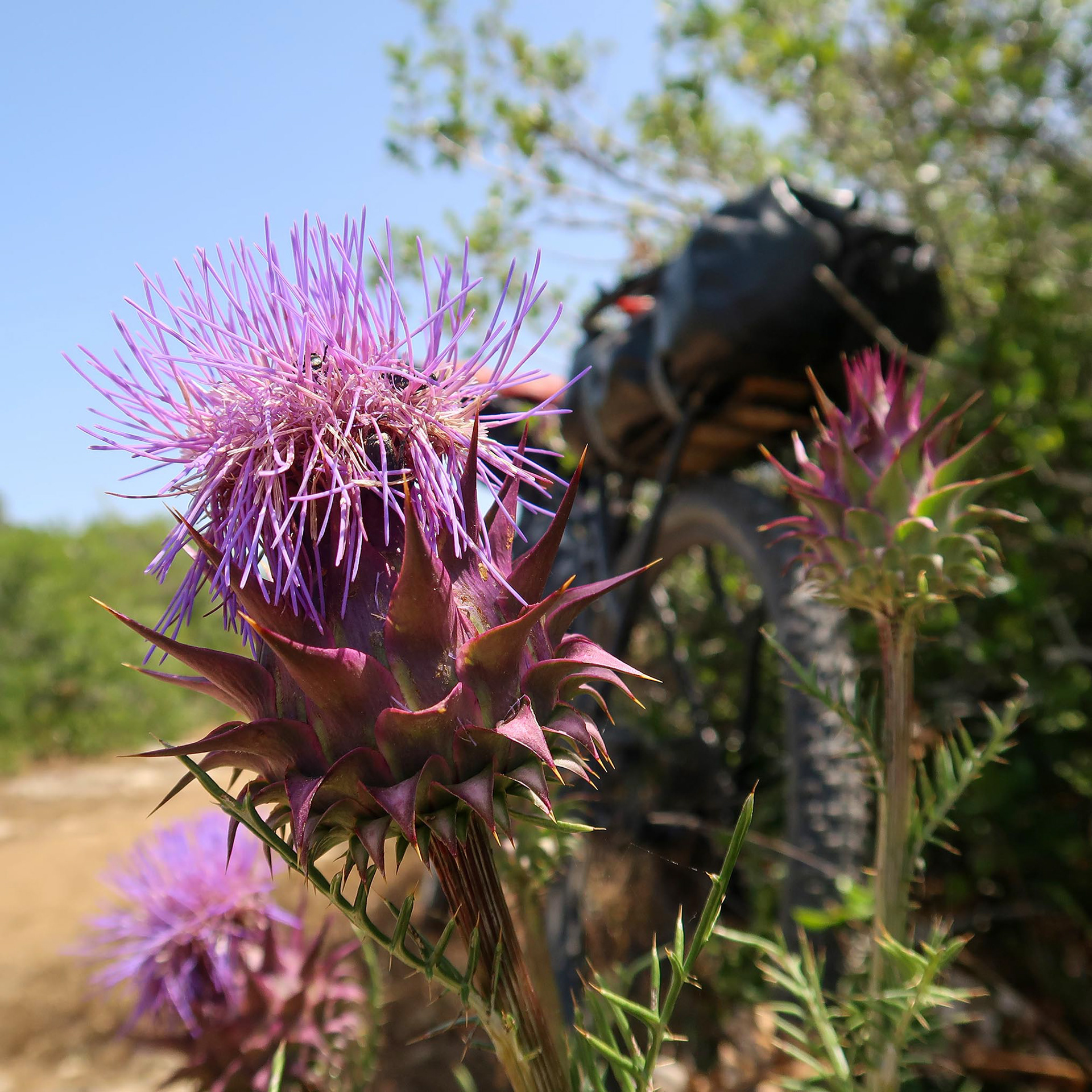 Cynara cardunculus // Cardo-hortensePlanta espinhosa de estrutura geométrica // Thorny plant with geometric structure // © Rui Henrique