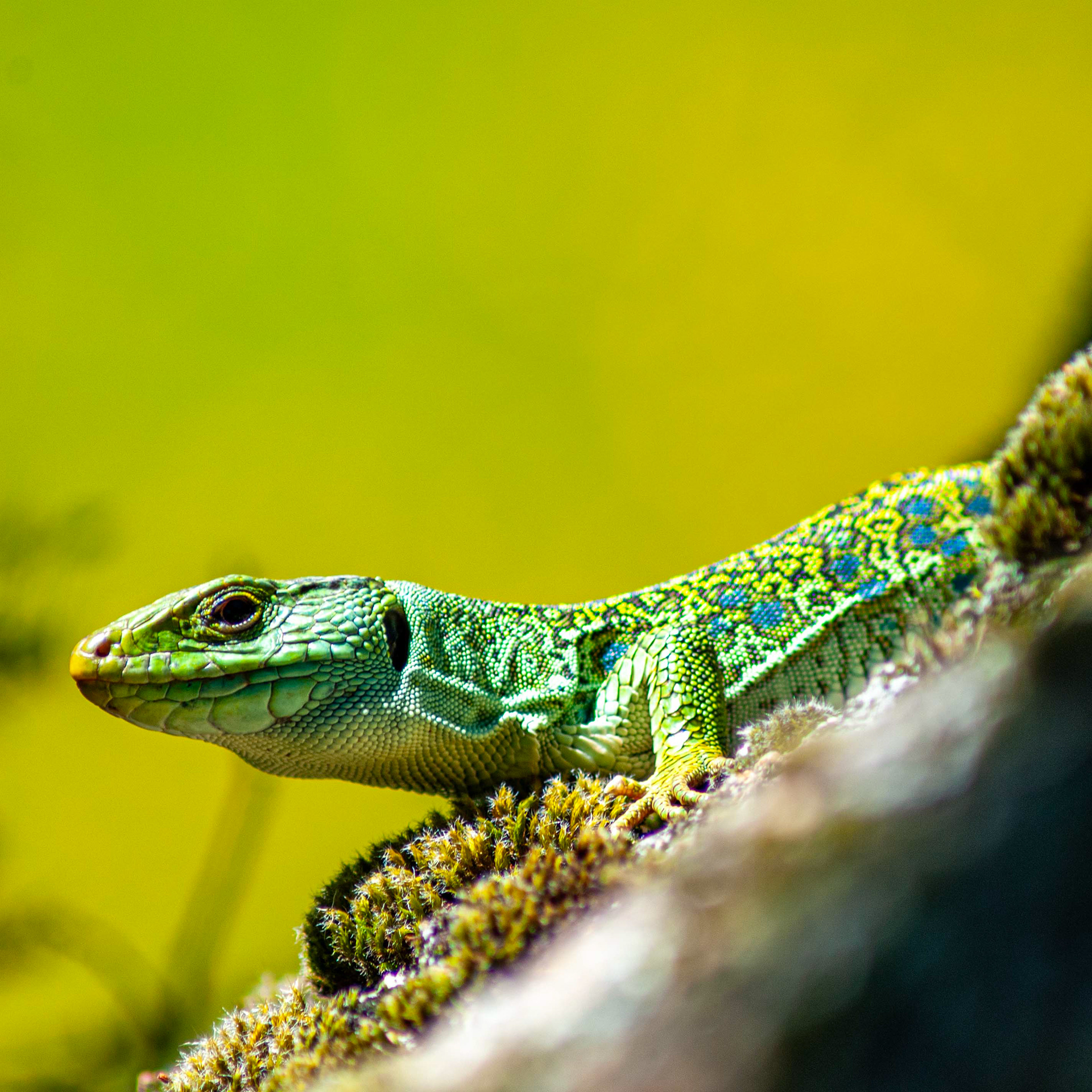 Timon lepidus // Sardão — Maior lagarto europeu, estatuto "Quase Ameaçado" // Largest European lizard, "Near Threatened" // © Fernando Romão