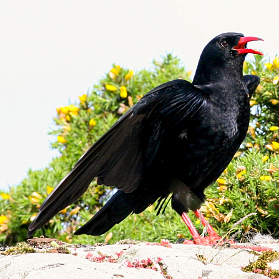 Pyrrhocorax pyrrhocorax // Gralha-de-bico-vermelho — Corvídeo raro, espécie "Em Perigo" em Portugal // Rare corvid, Endangered in Portugal // © Ken Billington