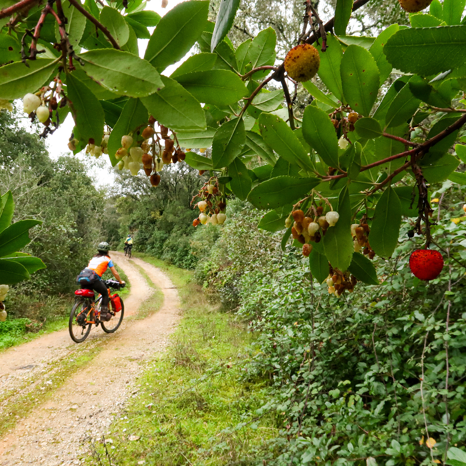 Arbutus unedo // Medronheiro — Árvore mediterrânica com floração e frutos simultâneos; os seus frutos maduros são comestíveis e muito saborosos // Strawberry Tree — Mediterranean tree with simultaneous flowers and fruits; its ripe berries are edible and very tasty // © Rui Henrique