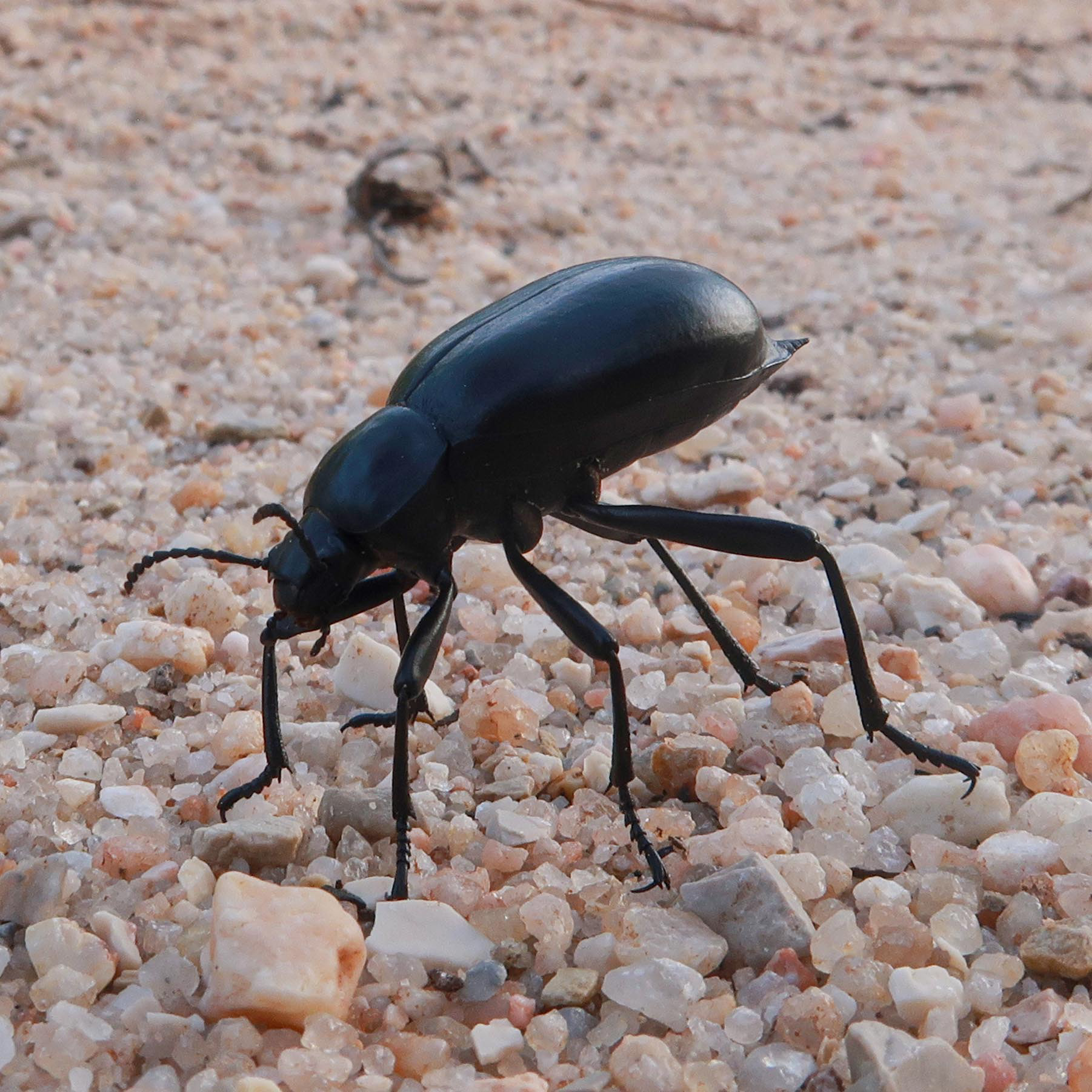 Blaps sp. // Manteigueiro — Escaravelho detritívoro em cascalho calcário // Detritivorous beetle on limestone gravel // © Rui Henrique