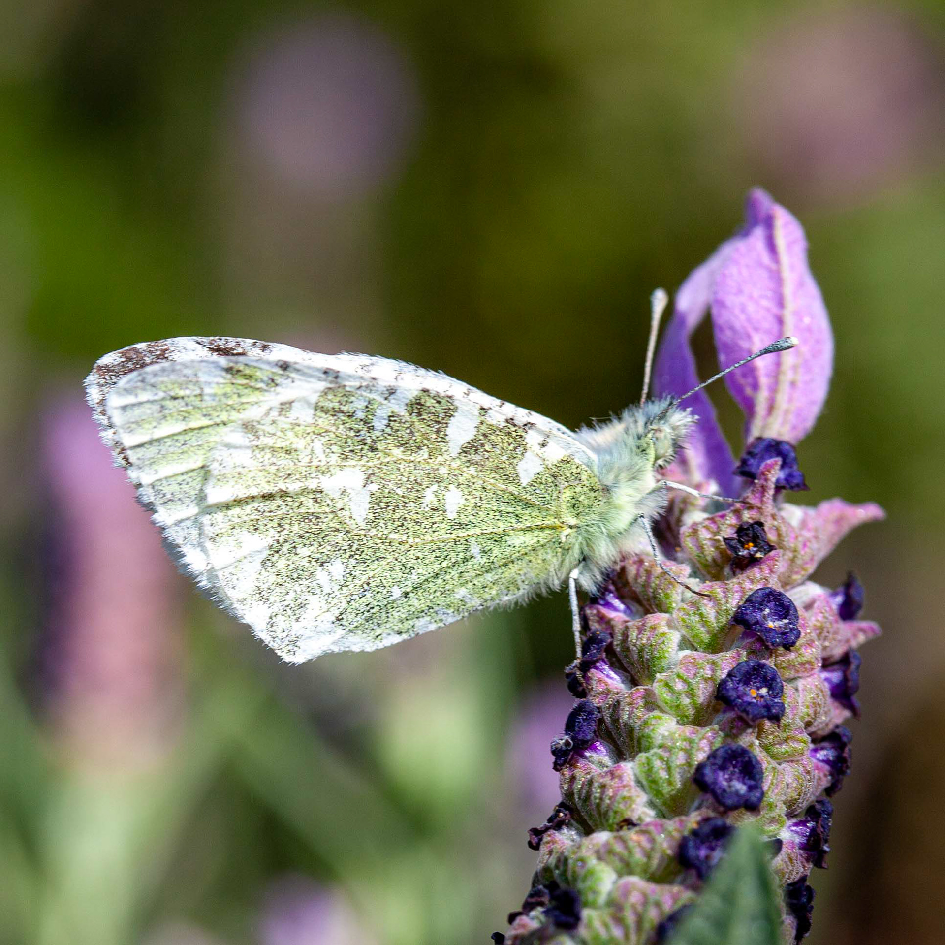 Euchloe tagis // Borboleta-marmoreada-portuguesa — Especialista de habitats calcários sobre rosmaninho // Localized limestone specialist on French lavender // © Fernando Romão
