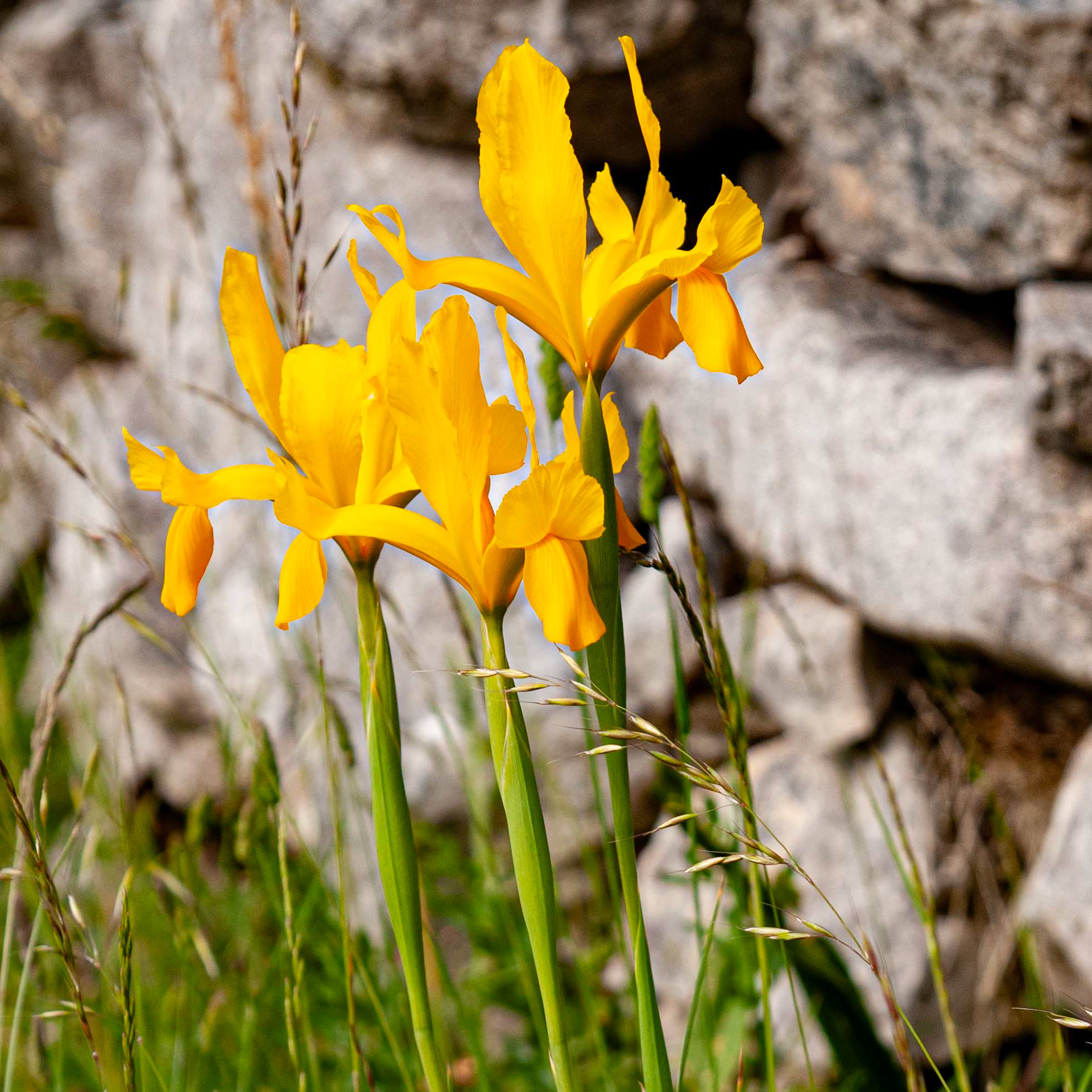 Iris xiphium var. lusitanica // Lírio-roxo (amarelo) — Variedade endémica rara de flores amarelas // Rare endemic variety with yellow flowers // © Fernando Romão