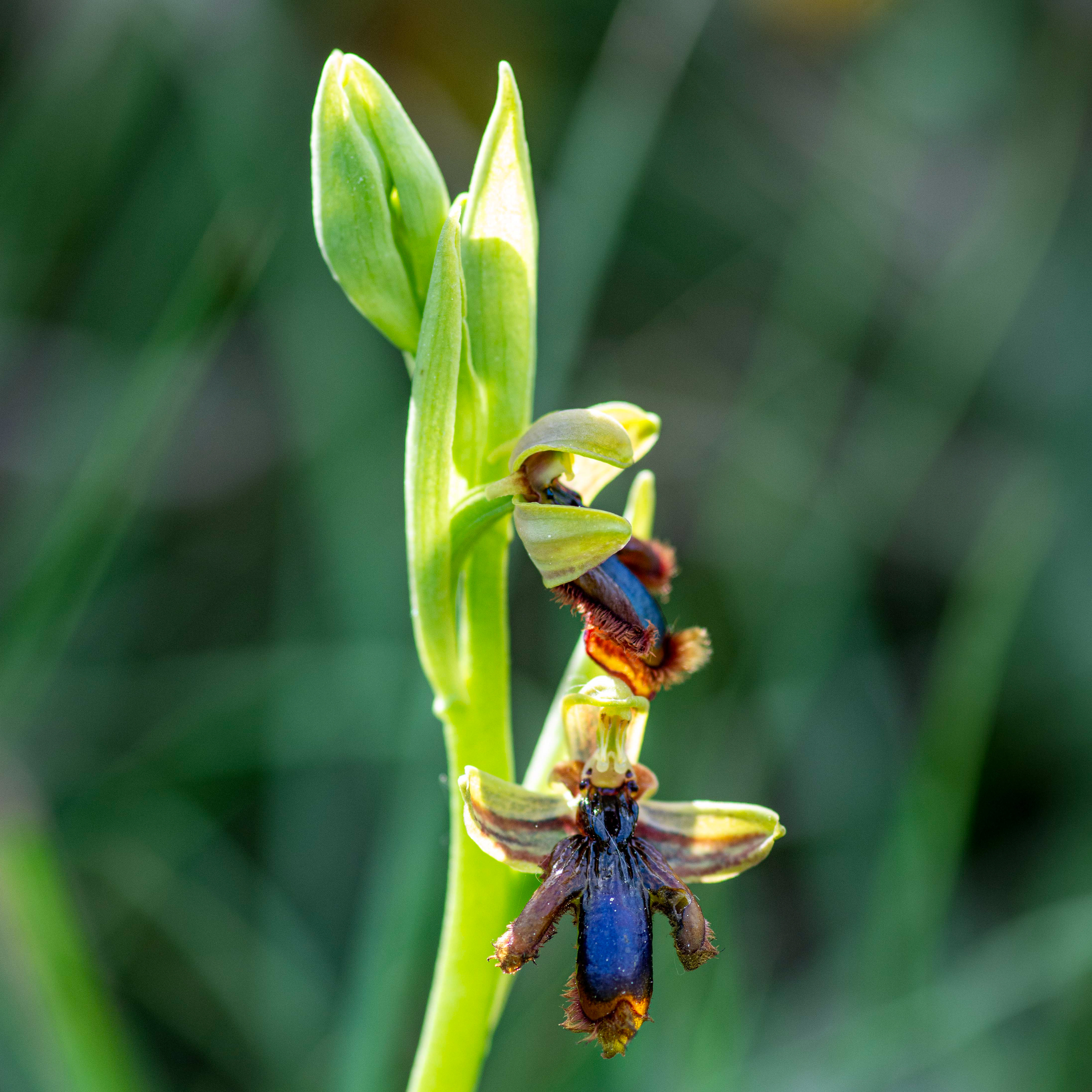 Ophrys speculum lusitanica // Erva-espelho — Subespécie endémica que mimetiza insetos // Endemic insect-mimicking subspecies // © Fernando Romão