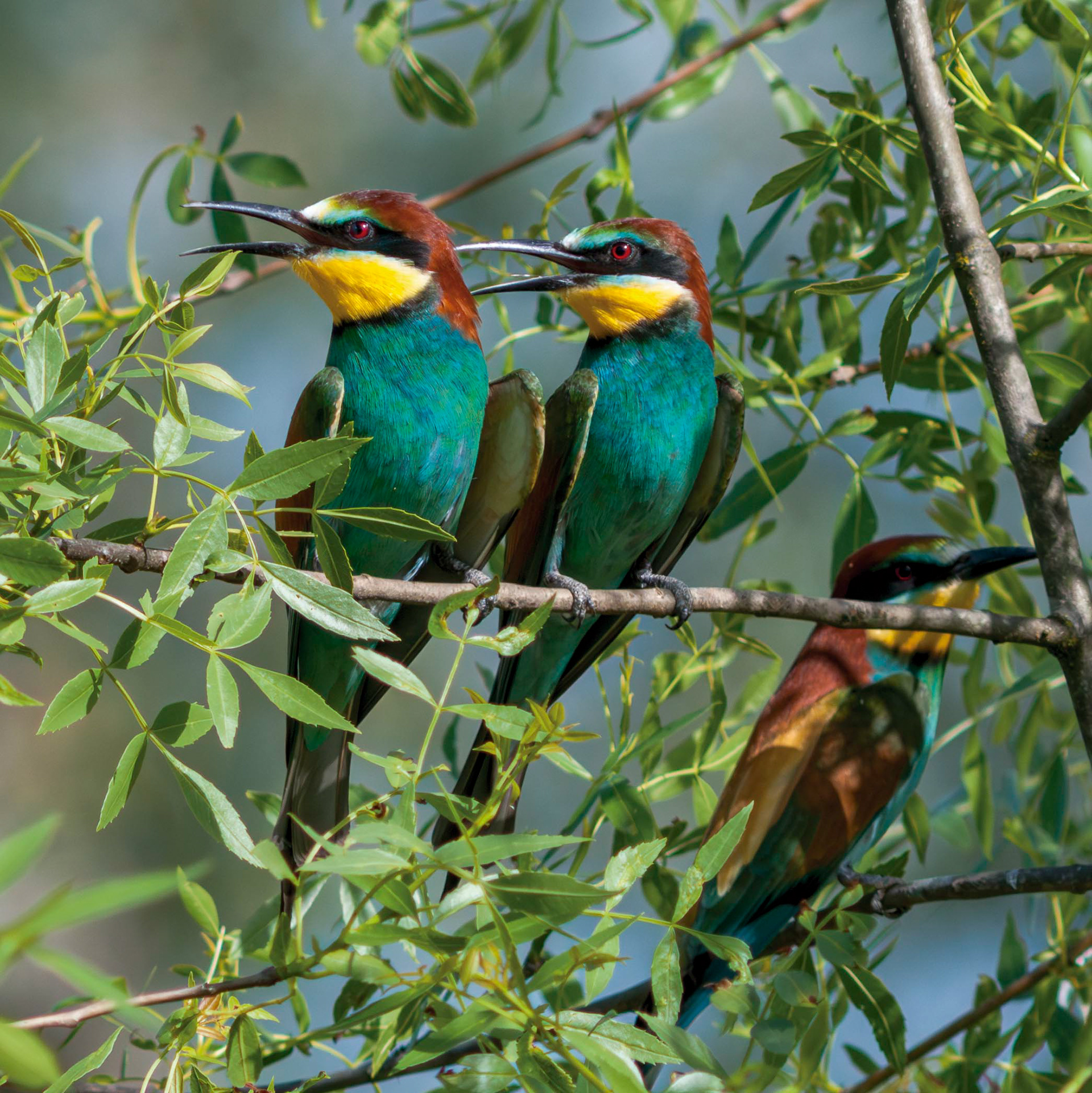 Merops apiaster // Abelharuco — Ave migradora de cores tropicais, exímia caçadora de insetos // Tropical-colored migratory bird, expert insect hunter // © Fernando Romão